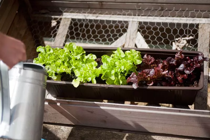 Femtastics-Anna-Gliemer-Gleem-Salatgarten