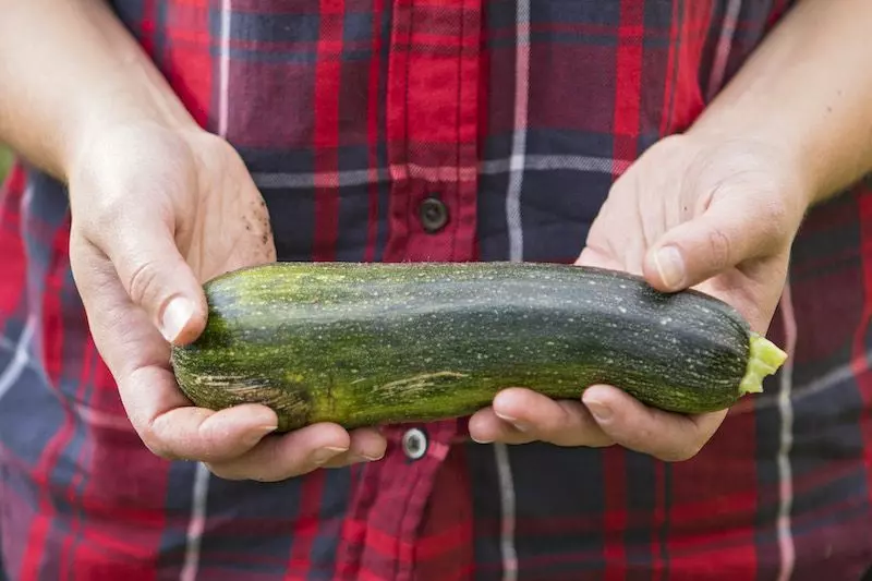Schrebergarten-zuchini