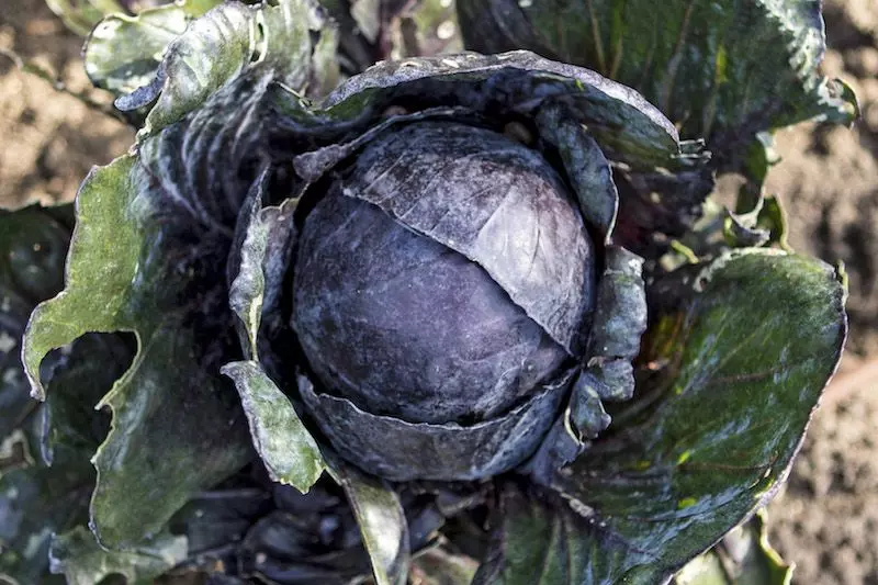 Schrebrgarten-Kohl