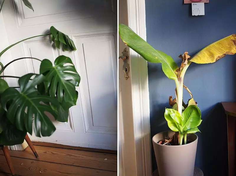 monstera-bananenbaum
