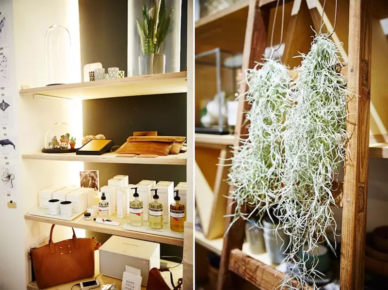 winkel-van-sinkel-air-plants
