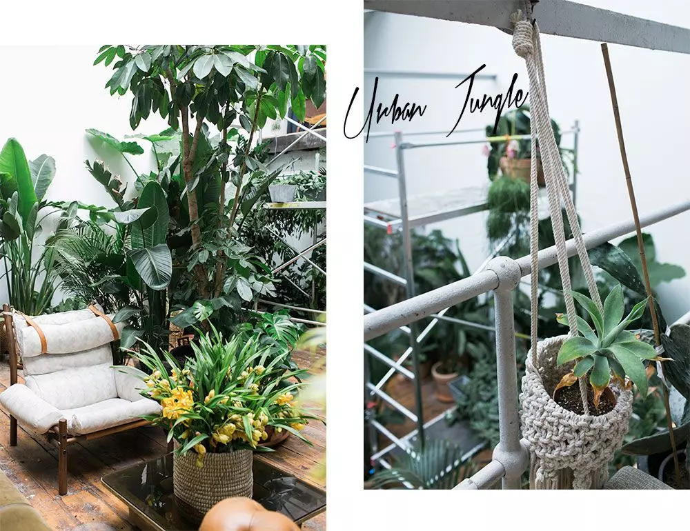 Femtastics-Conservatory-Archives-Trendpflanzen