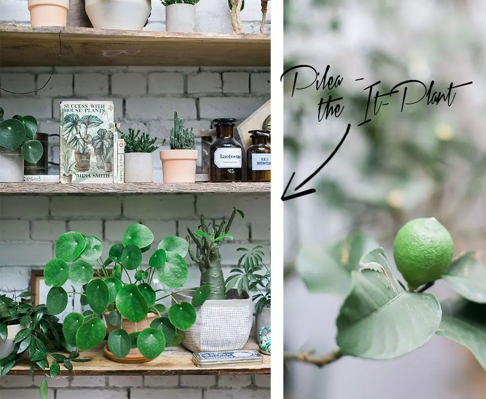 Femtastics-ConservatoryArchives-Pilea