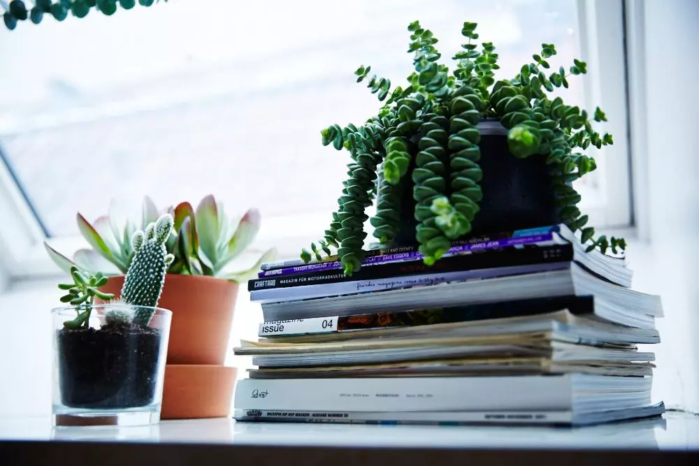 Femtastics-Jules-Wenzel-Wohnung-Pflanzen