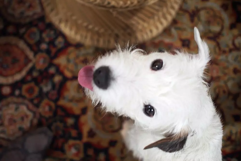 femtastics-Helle-Teppich