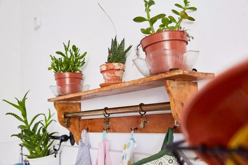 femtastics-Linda-Adhiambo-Kueche-Pflanzen