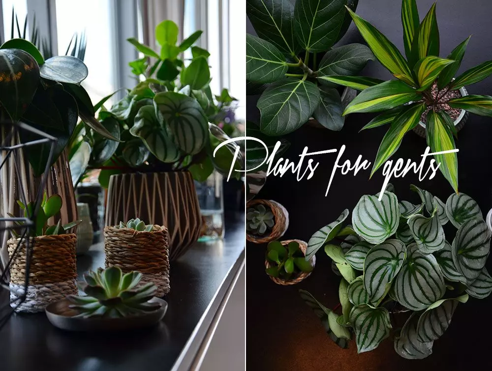 homtastics-urban-jungle-trend