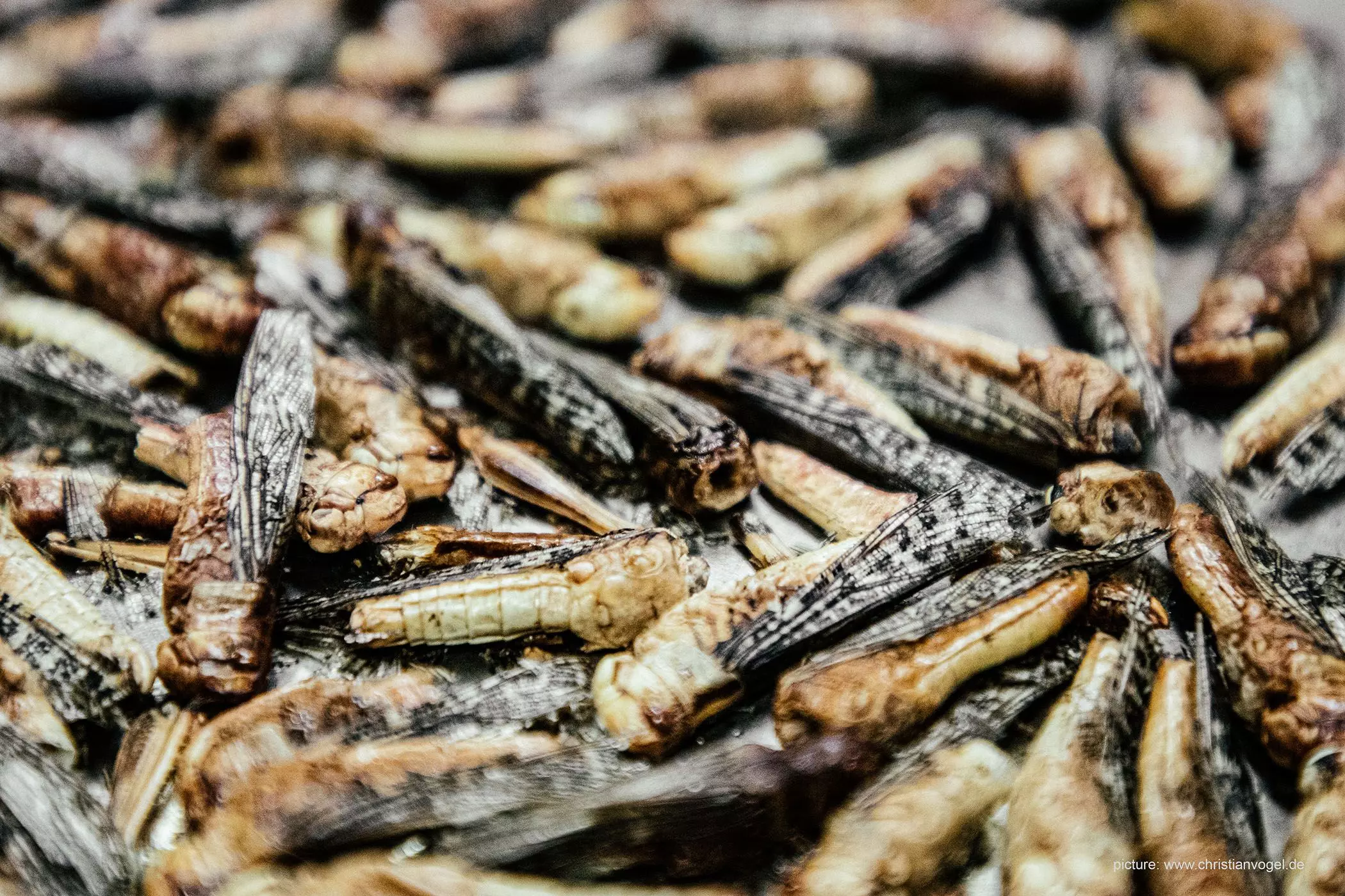 06-insekten-geroestet