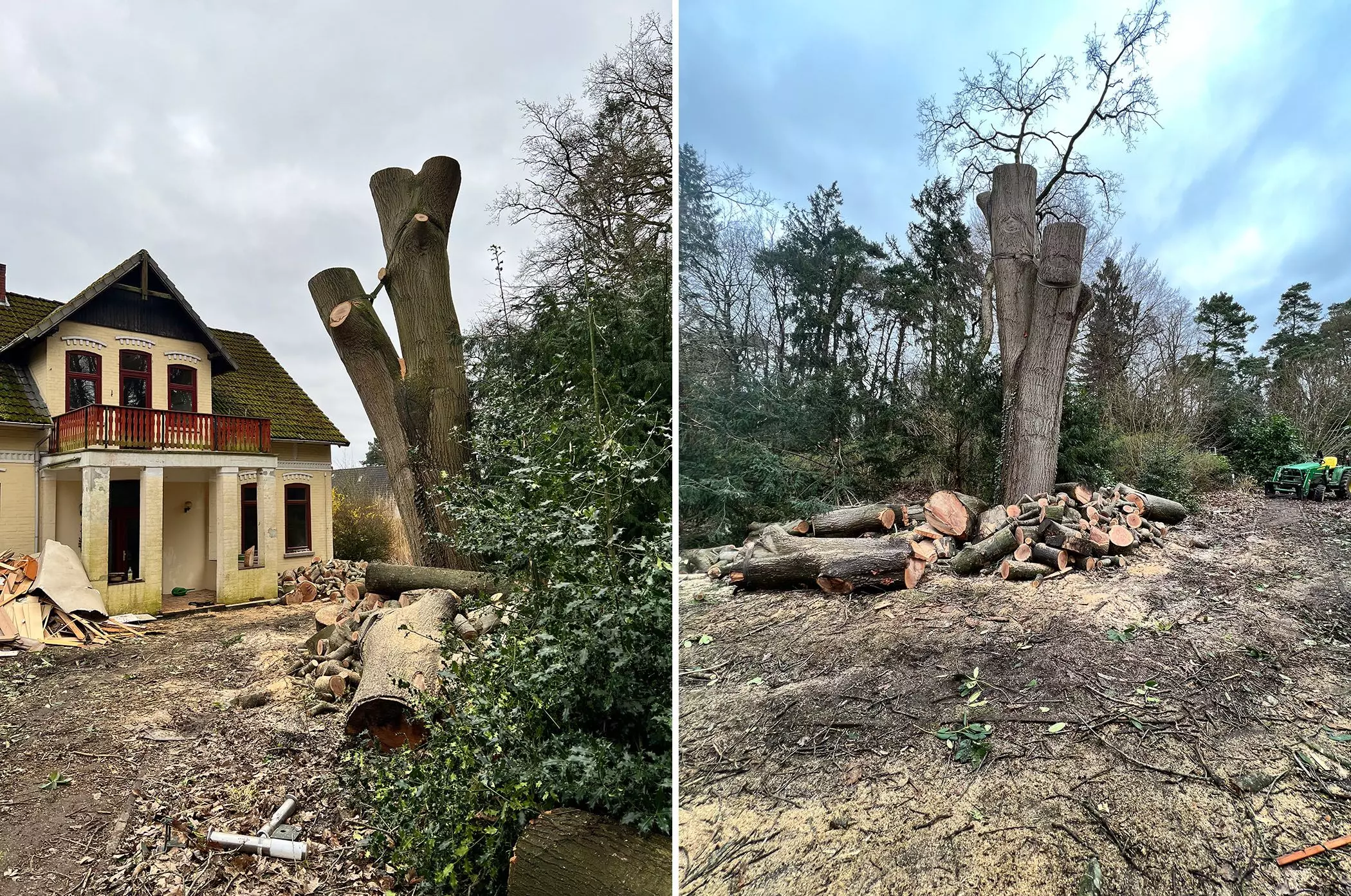 Vor der Villa von Büsra Qadir musste eine alte Eiche gefällt werden - femtastics