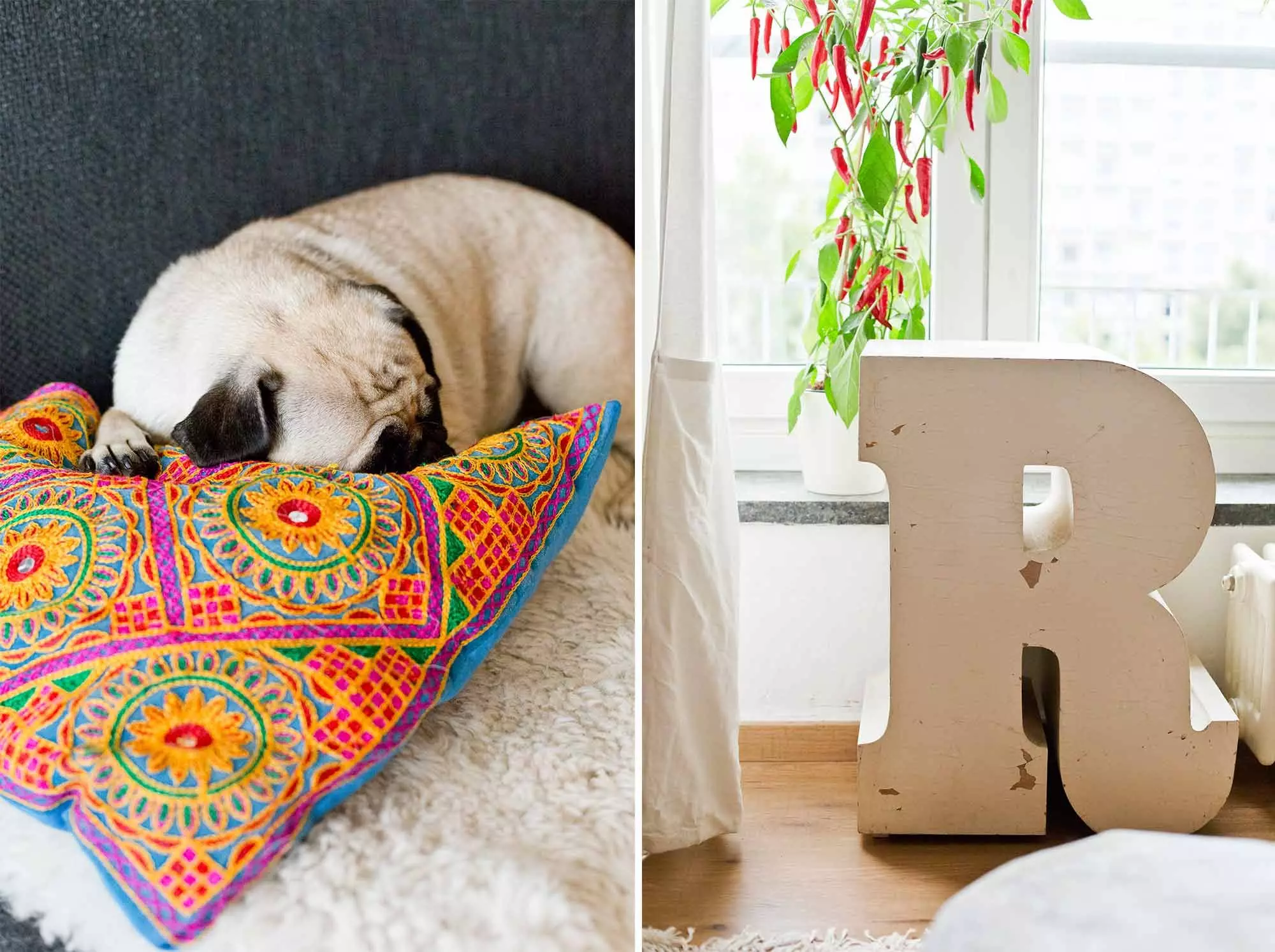 09-hund_CharlotteWeise