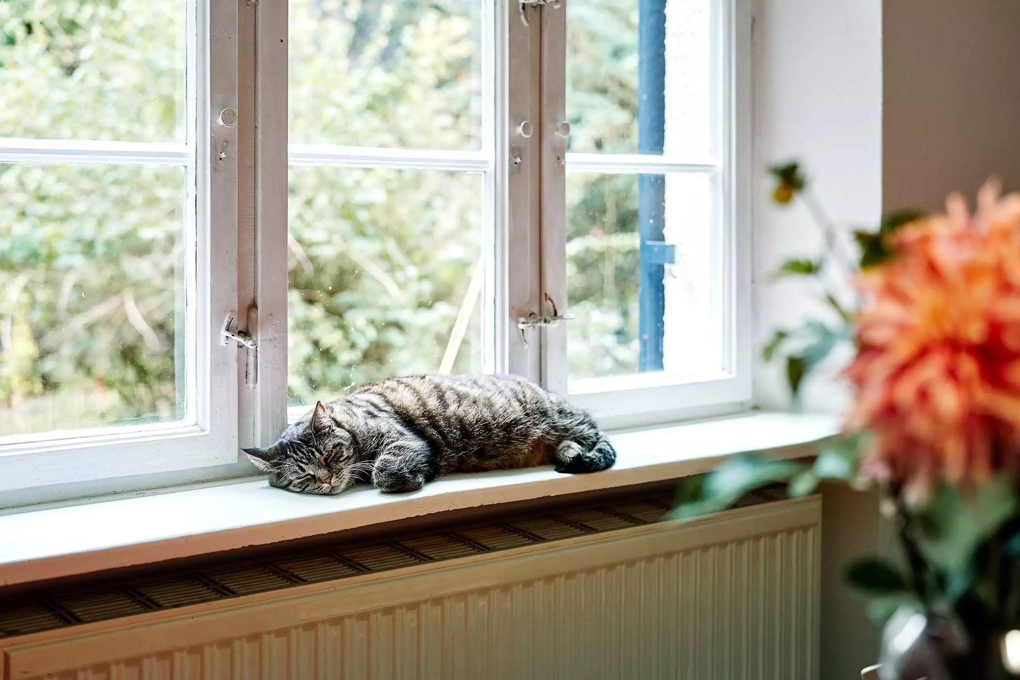 Katze schläft auf der Fensterbank - femtastics