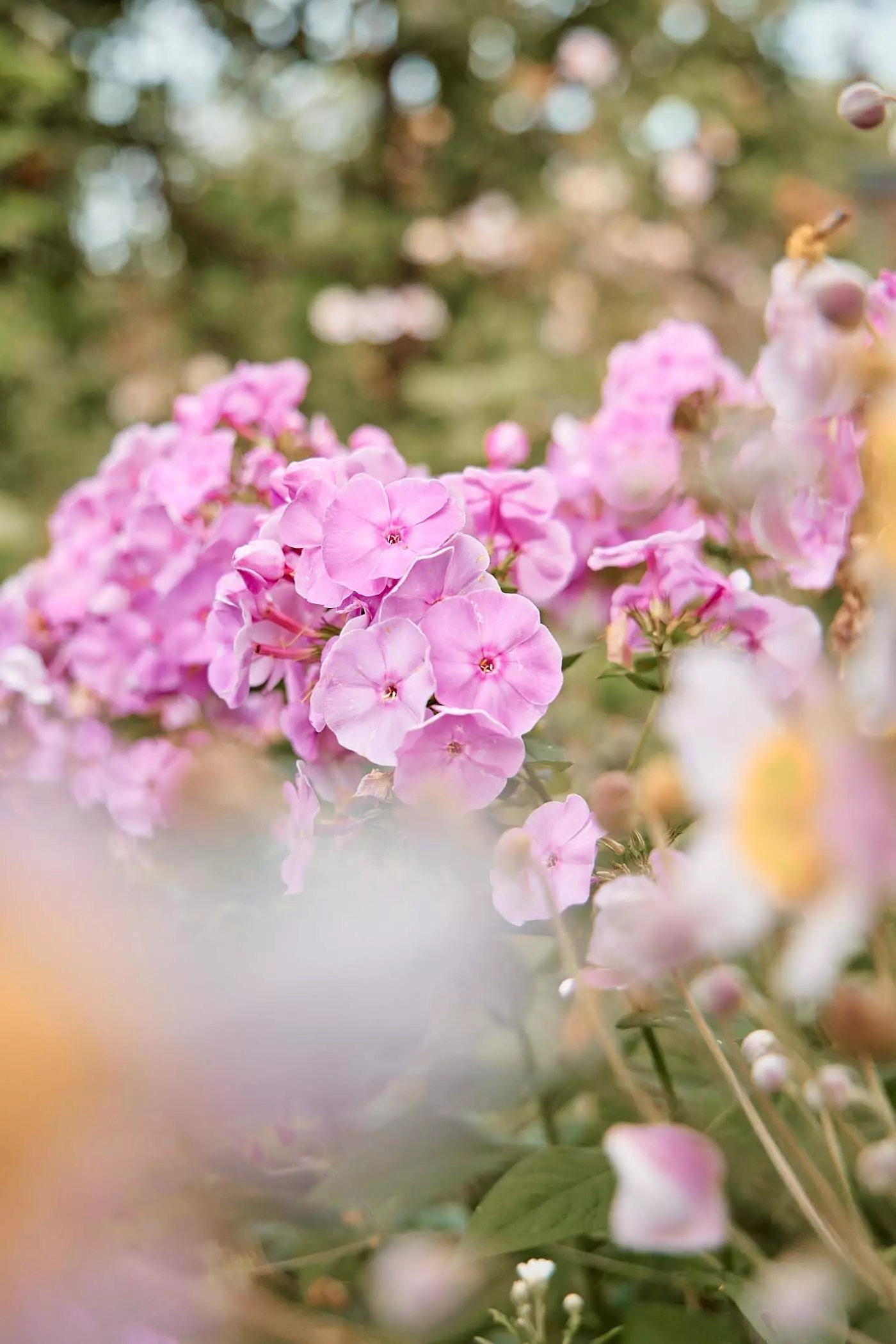 2024_07_23_femtastics_Lovis_013