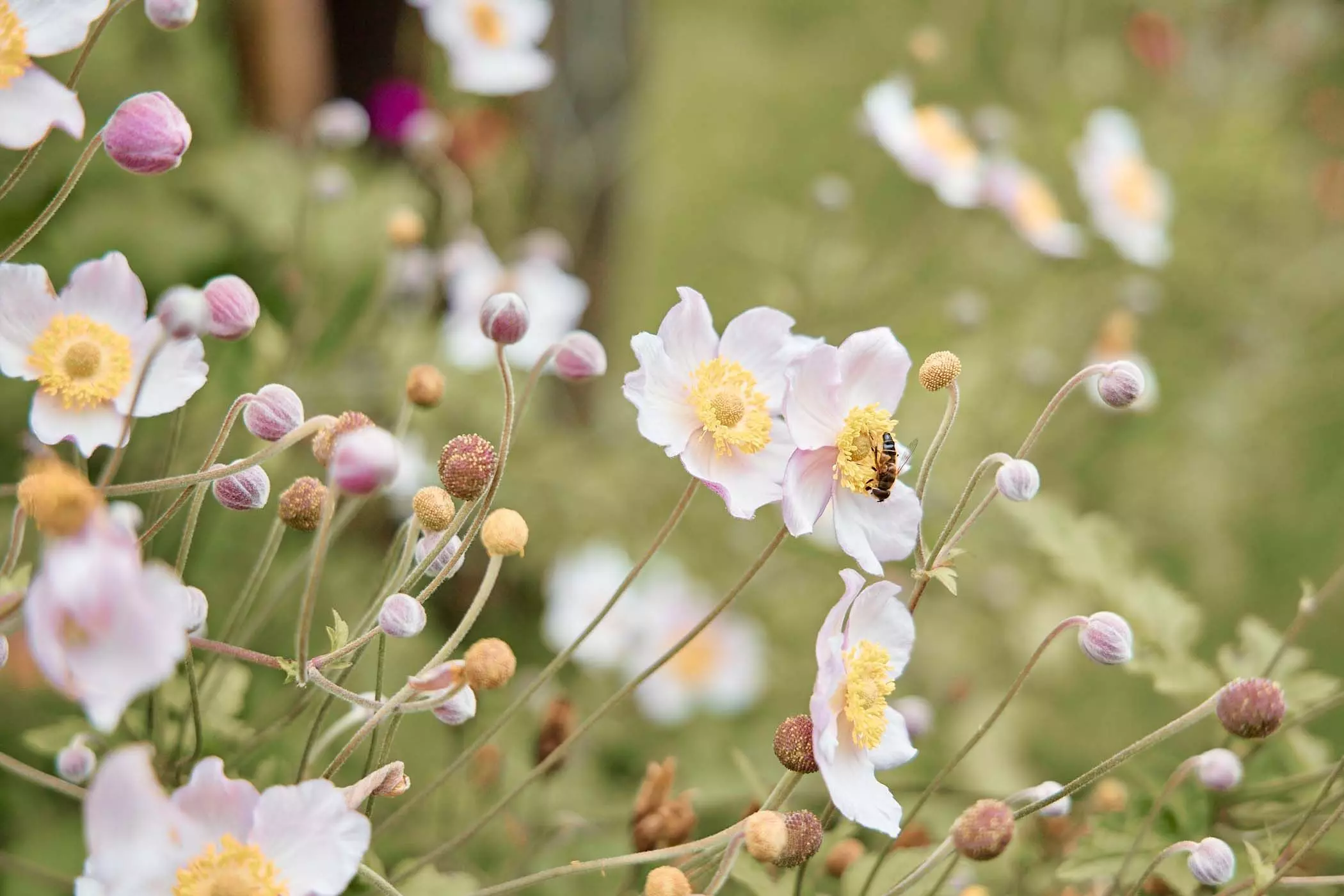 2024_07_23_femtastics_Lovis_054