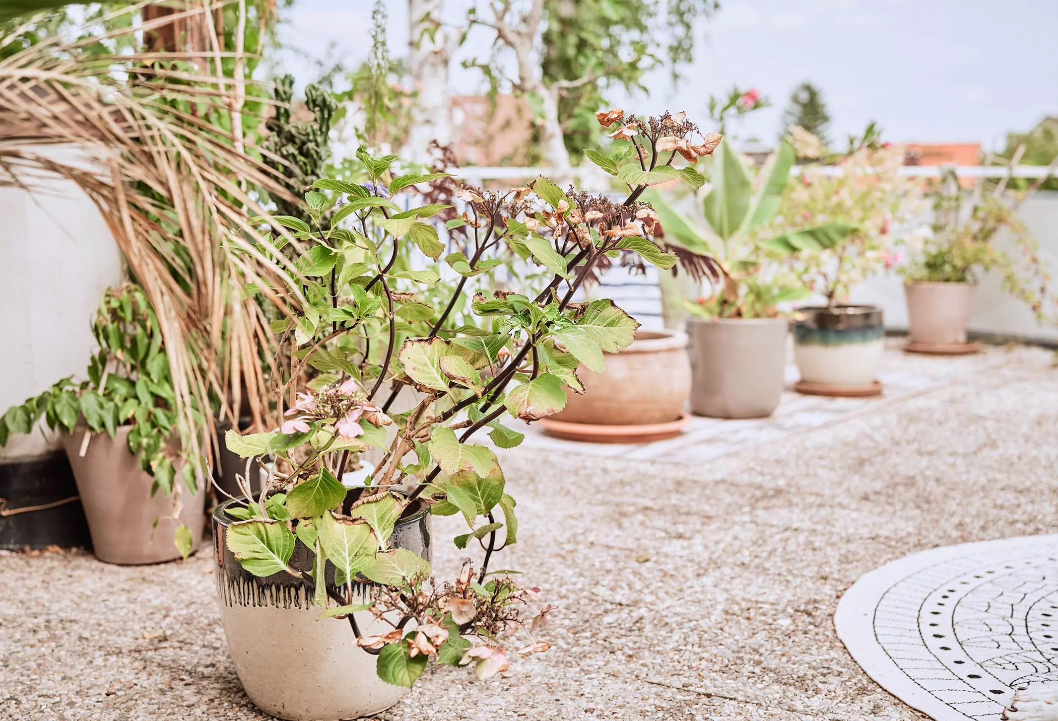 28-pflanzendachterasse