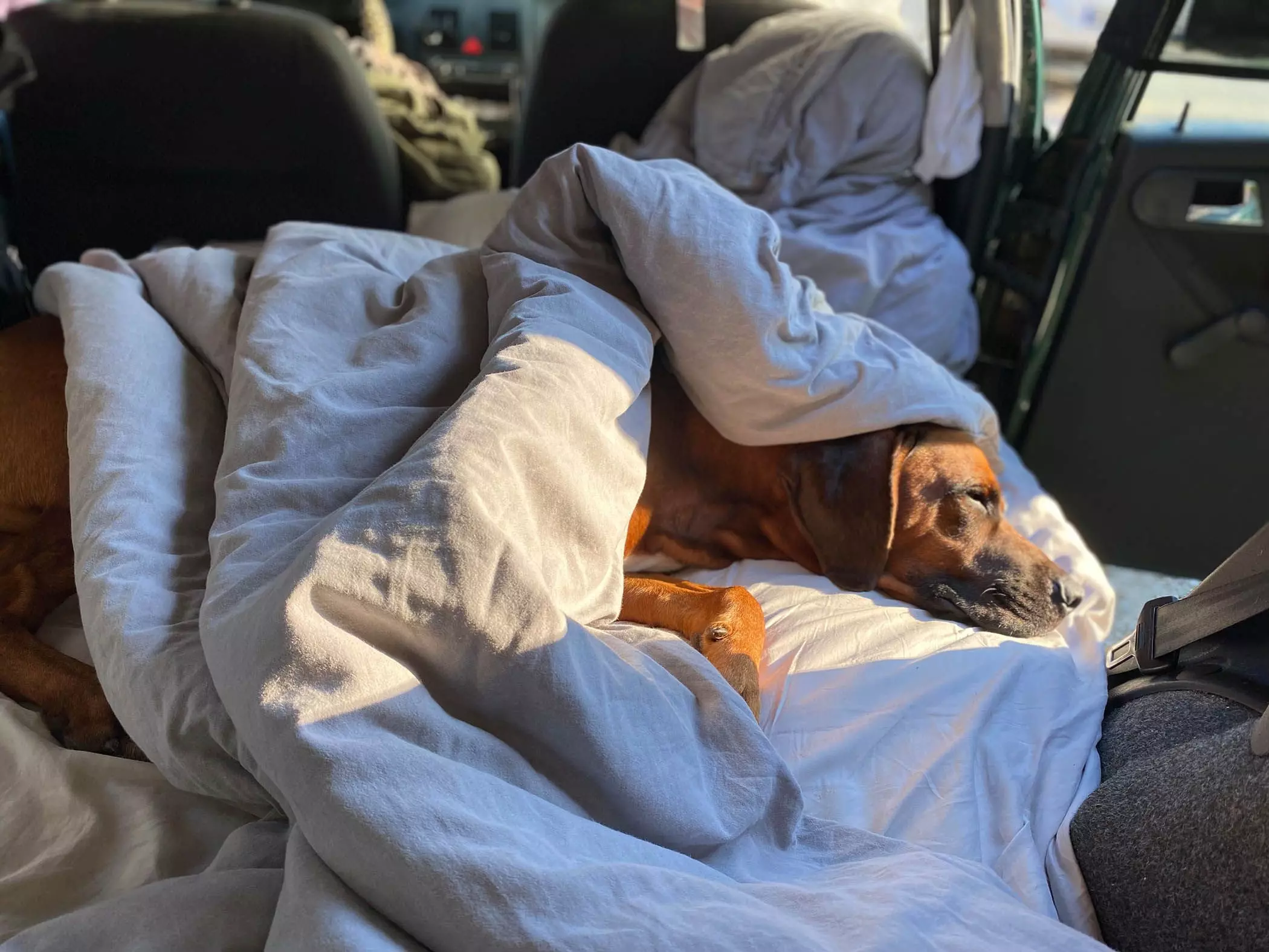 5-hund-auto