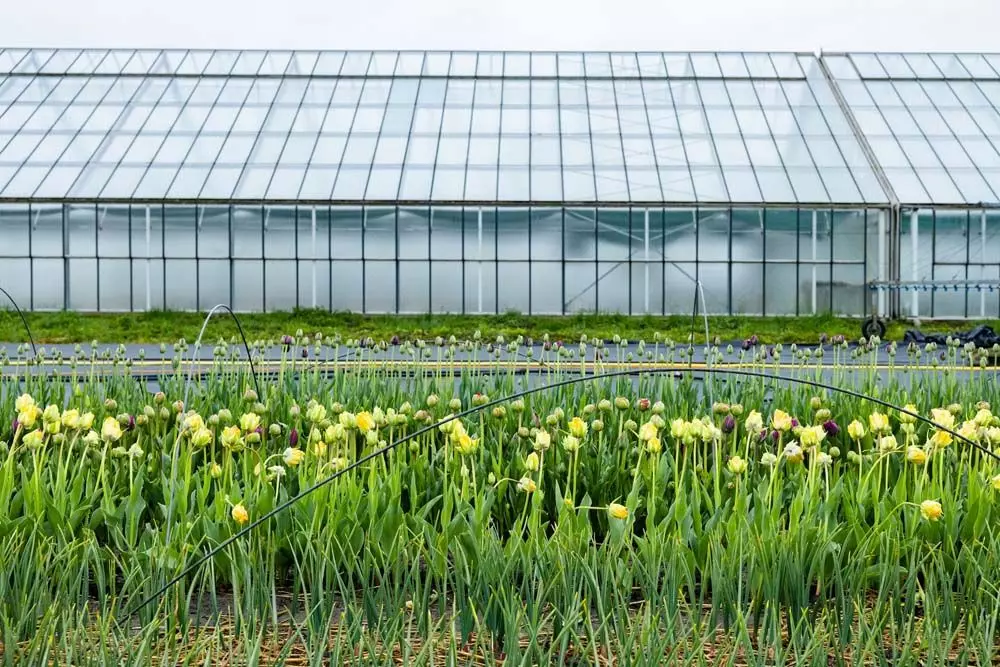 Tulpen auf Feld, All the Flowers