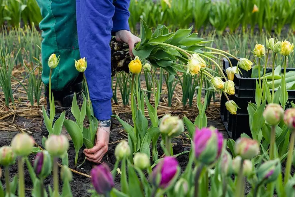 Tulpenernte All The Flowers