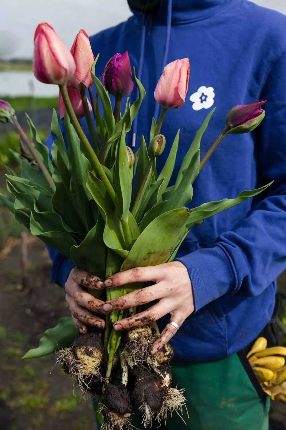 Gärtnerin hält Tulpen, All the Flowers