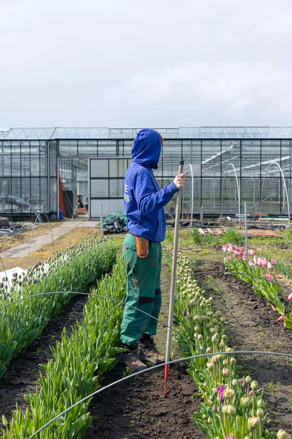 Arbeiterin auf Tulpenfeld, All The Flowers