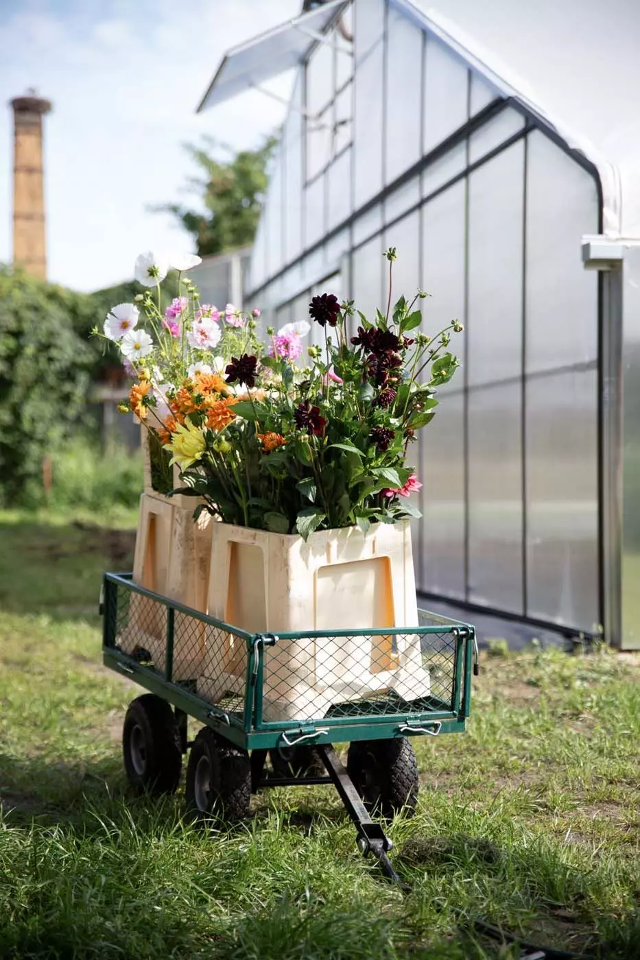 Blumen vor Gewächshaus, All The Flowers