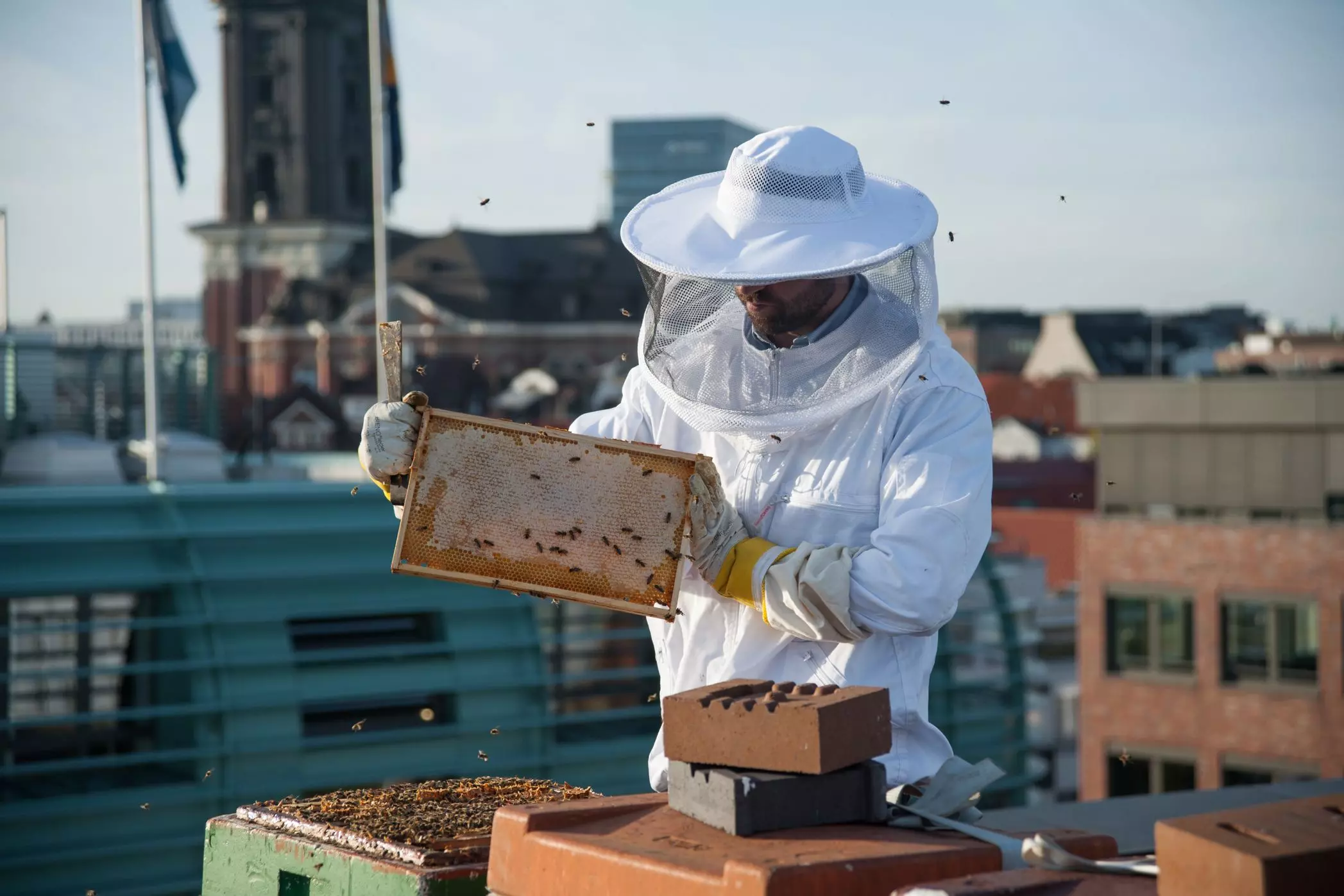 Bee_On_Roof-8-Imkern-Bienen-Benjamin-Puech-Hamburg-Insketen-Honig-Sarah-Buth