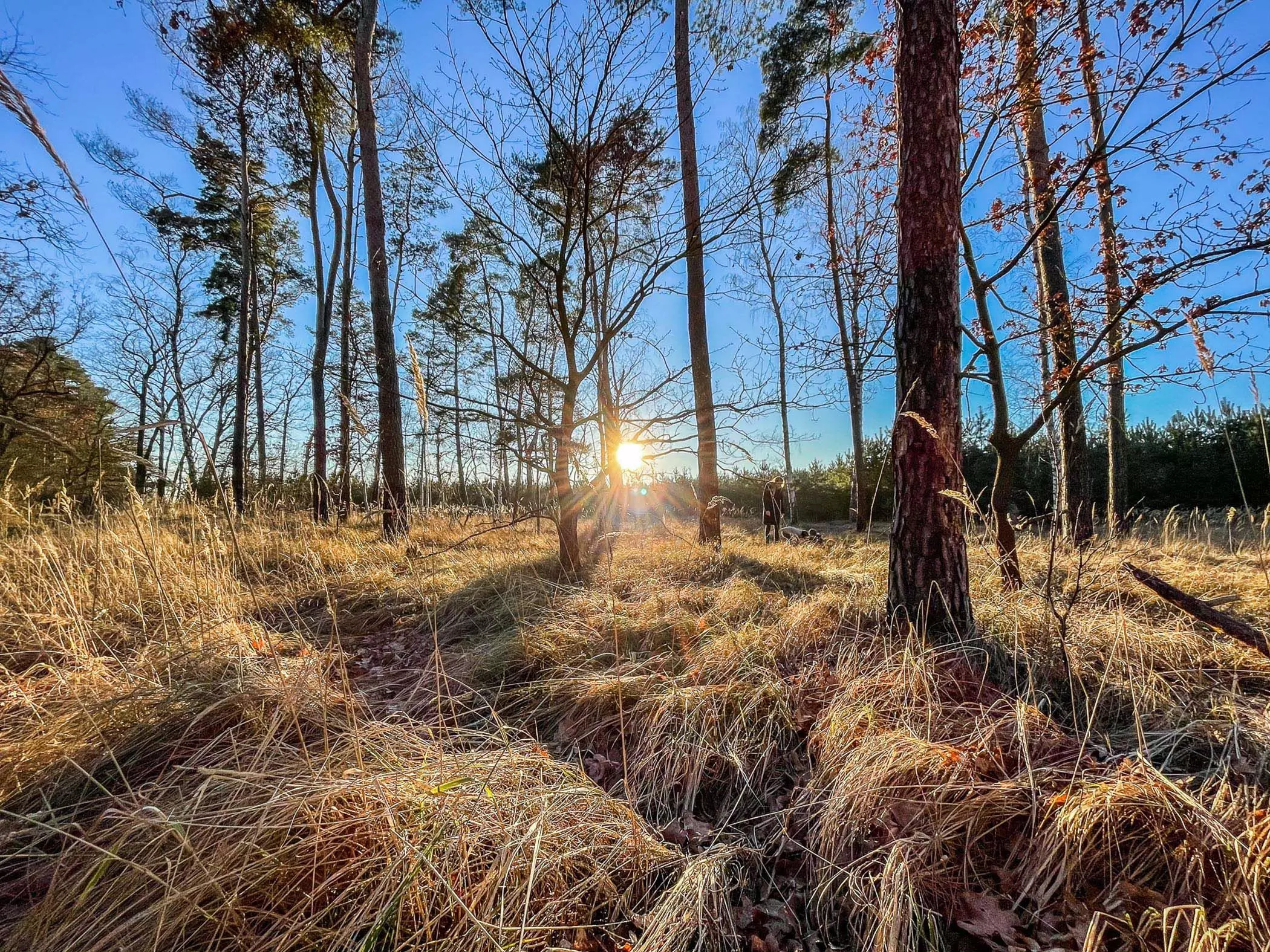 Wald und Wiesen auf dem Gebiet des Kreativprojekts "Bahnhofszeit" in Brandenburg - femtastics