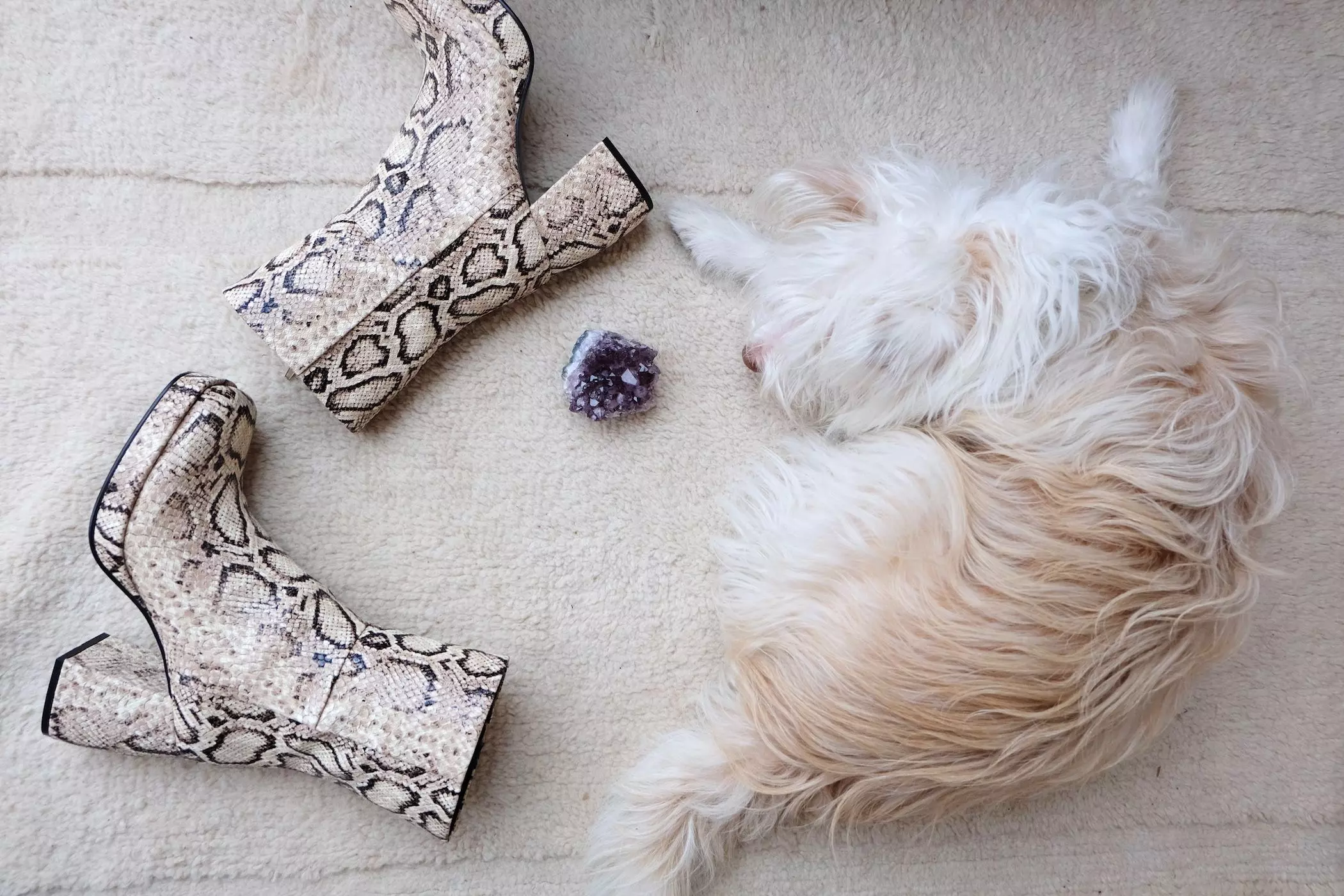 Stiefel in Schlagenhaut-Optik, Amethyst-Druse und Hund Olav - femtastics