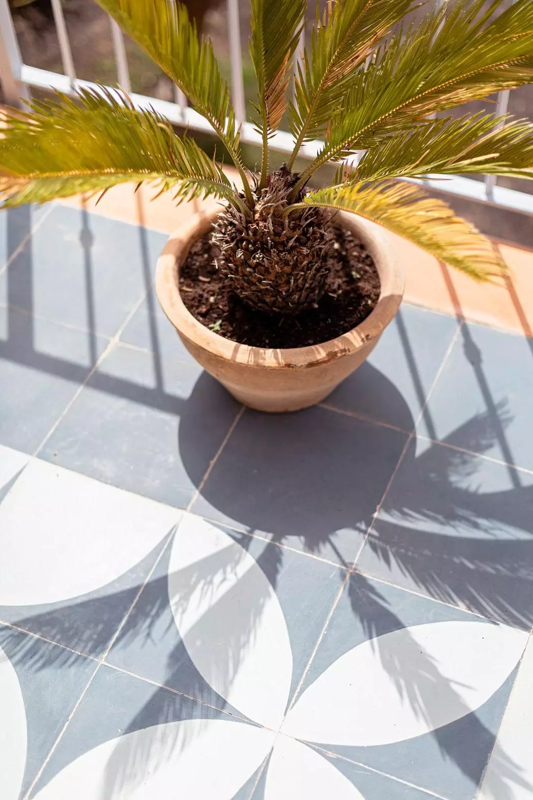 Palme wirft Schatten auf Terrassenboden - femtastics