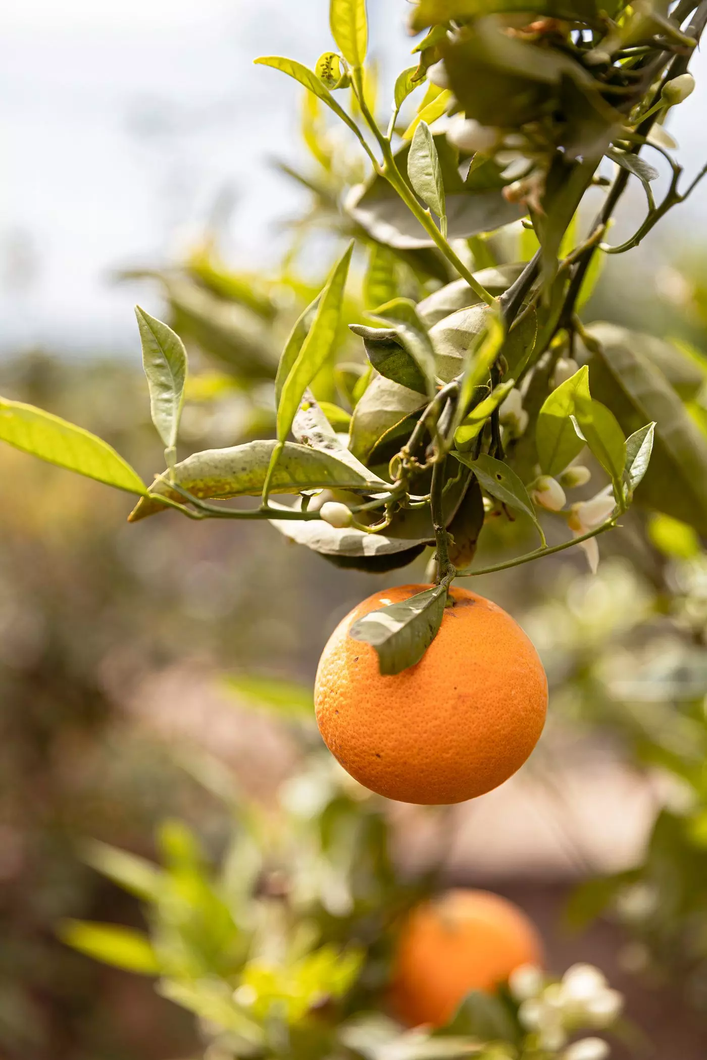 Orangenbaum mit Blattlausbefall - femtastics