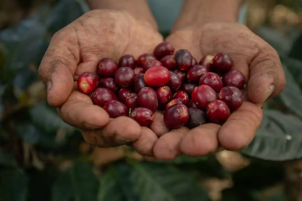 Fairtrade Kaffeefrüchte