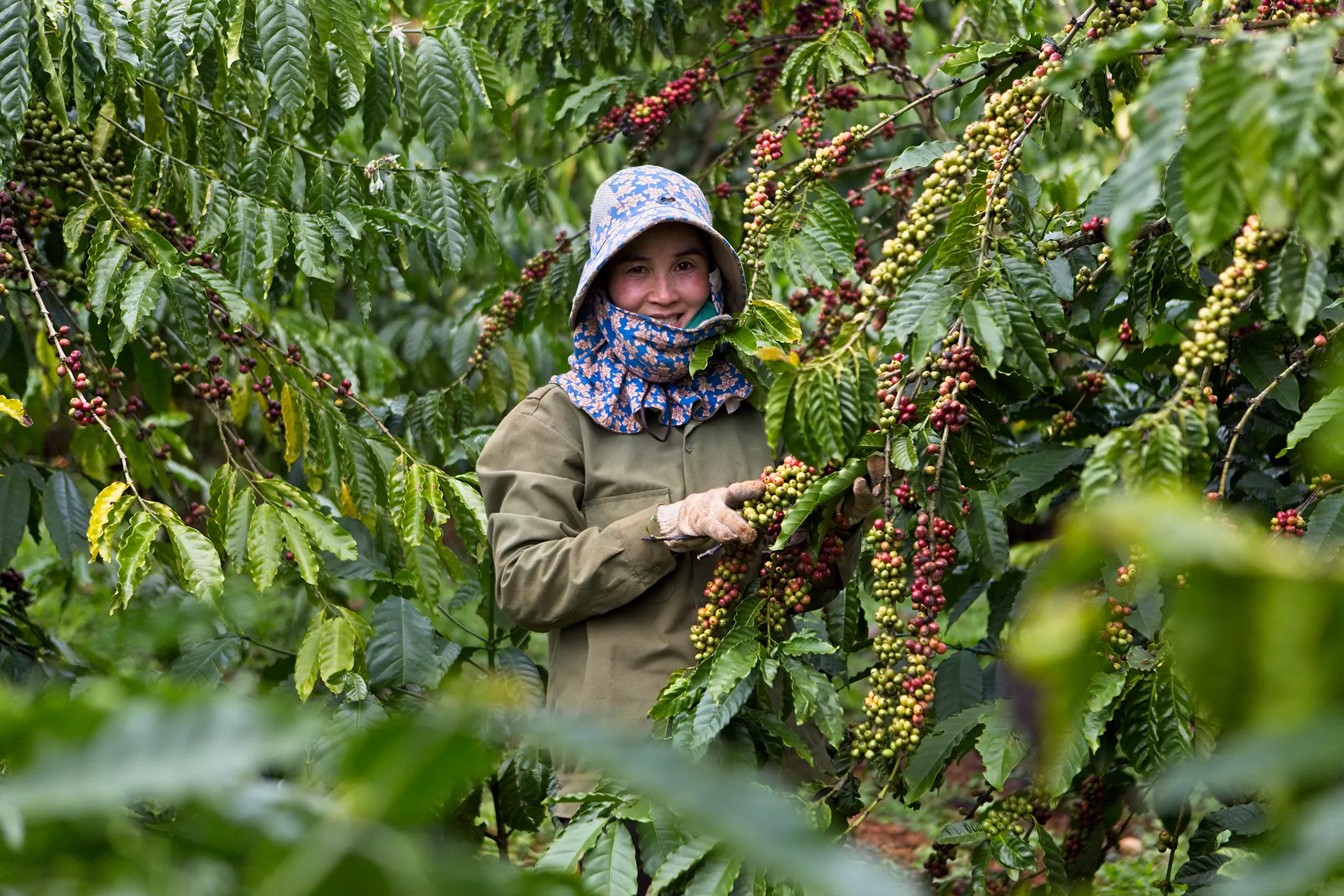 Fairtrade-Kaffee-Baeuerin in Vietnam