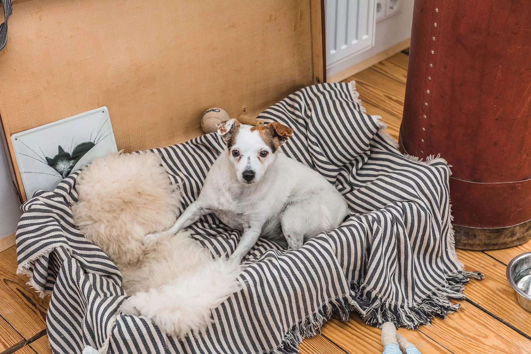 Hausboot-Hund