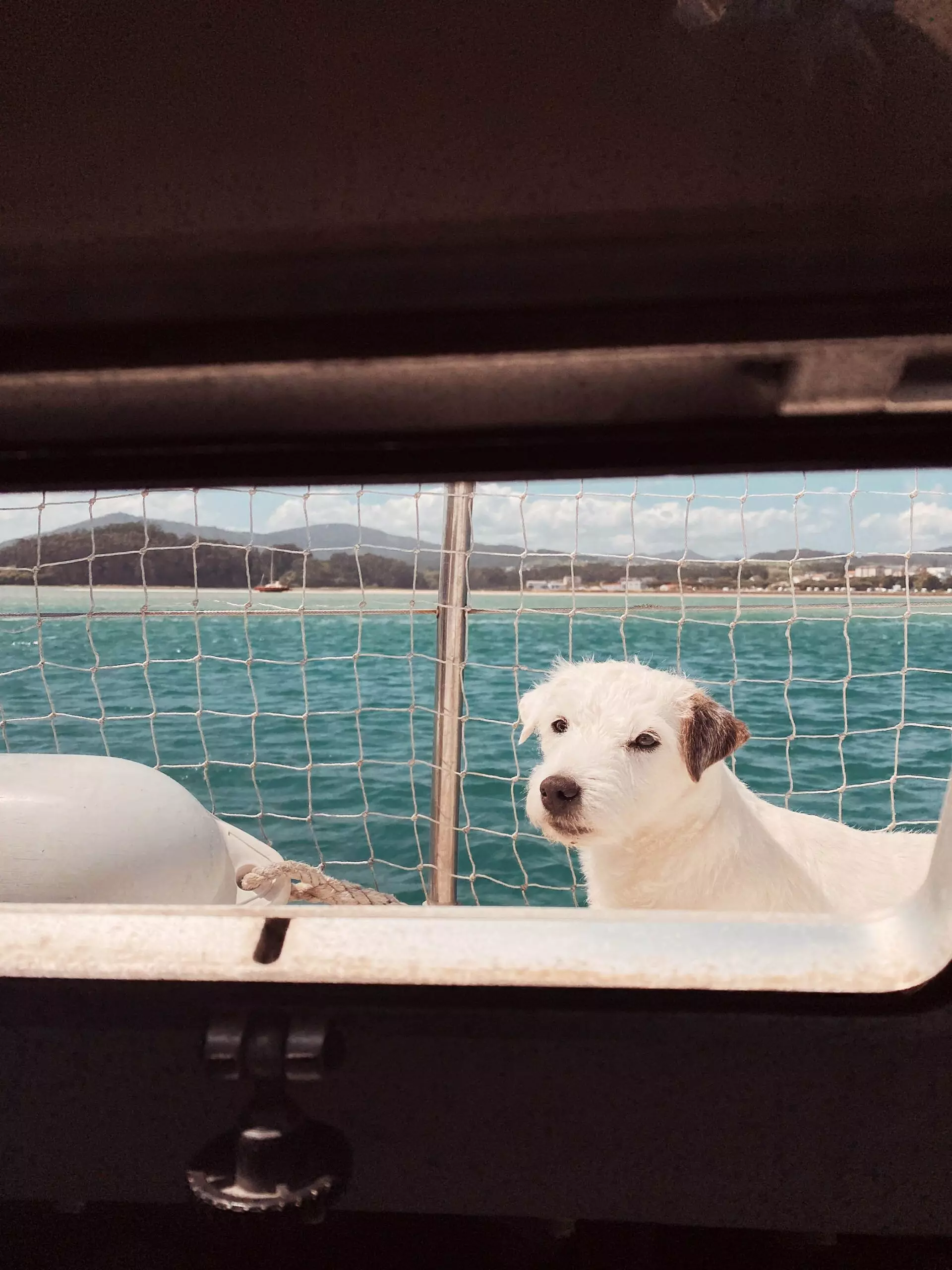 Kleiner weißer Hund auf einem Segelboot - femtastics