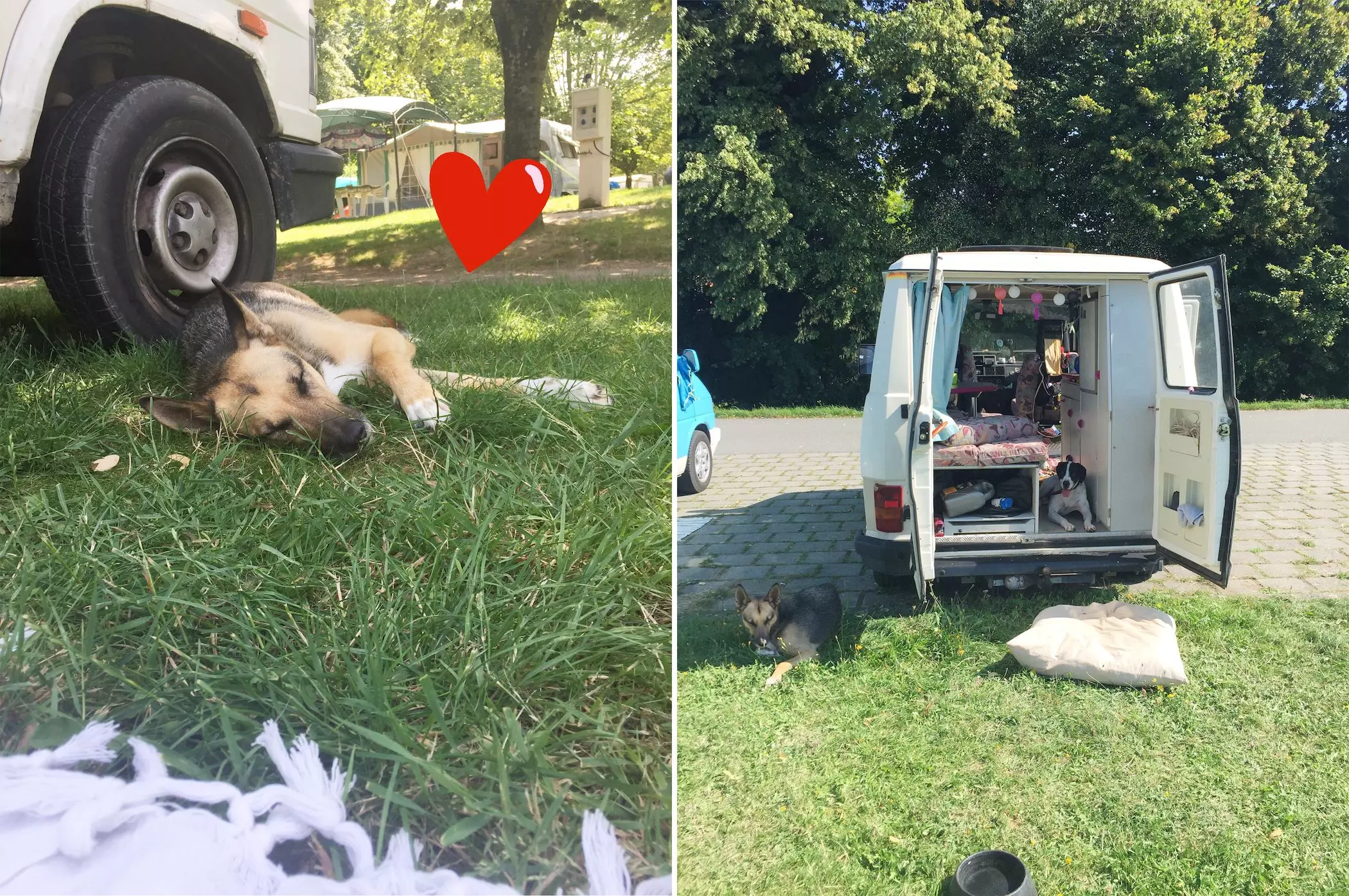 Hund-Vanlife