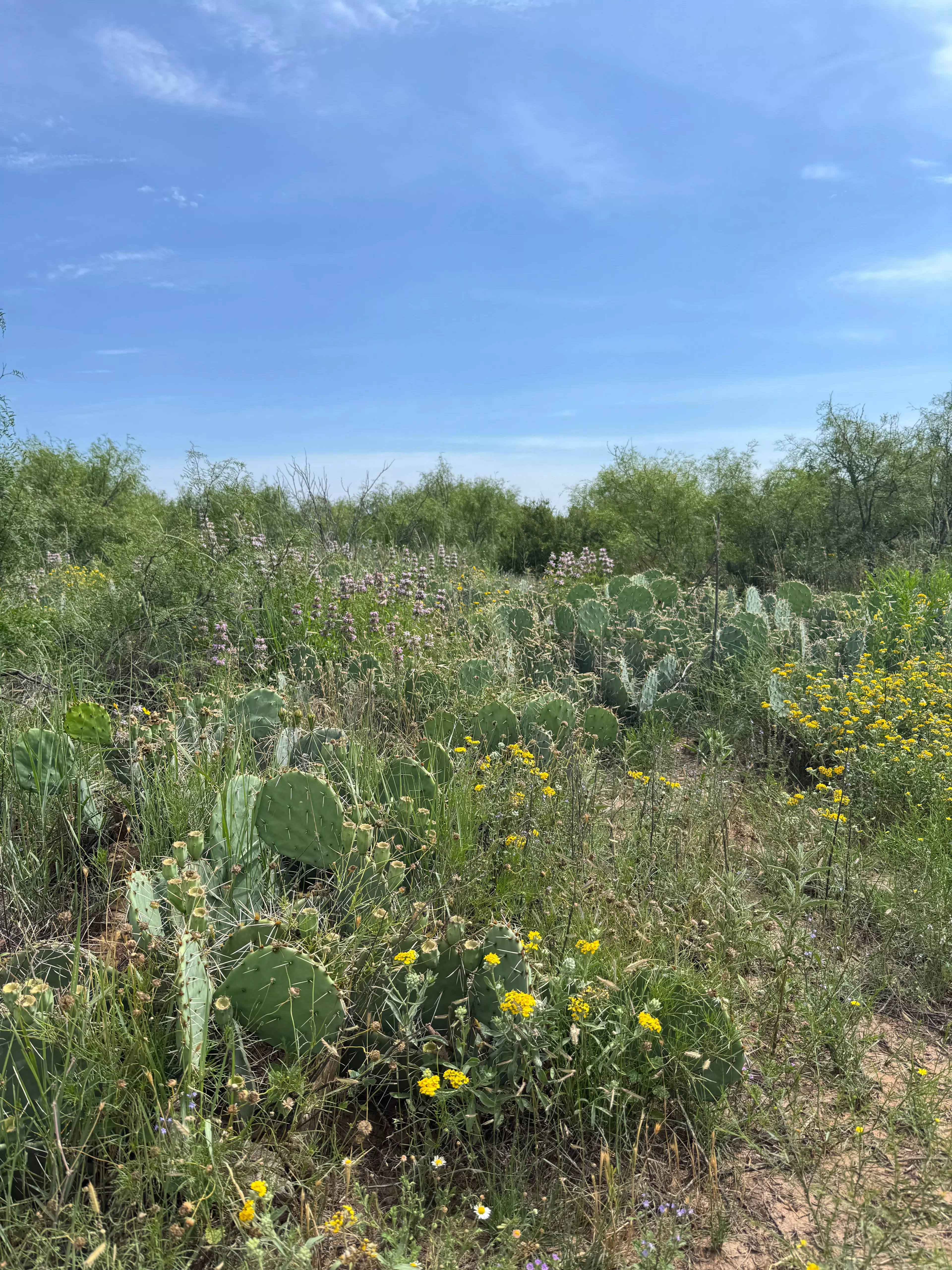Kakteen im Caprock Canyon