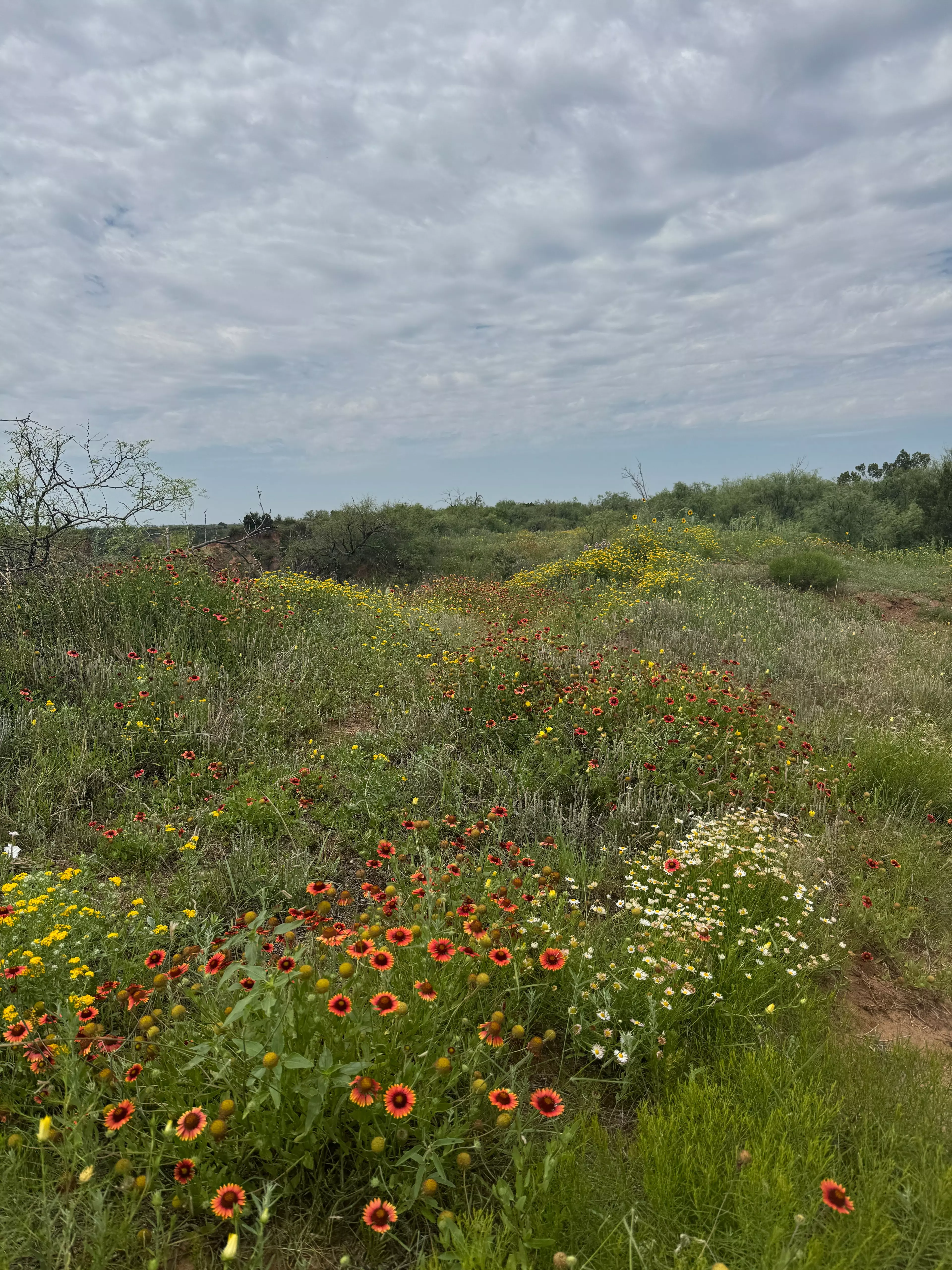 Blumen im Caprock Canyon