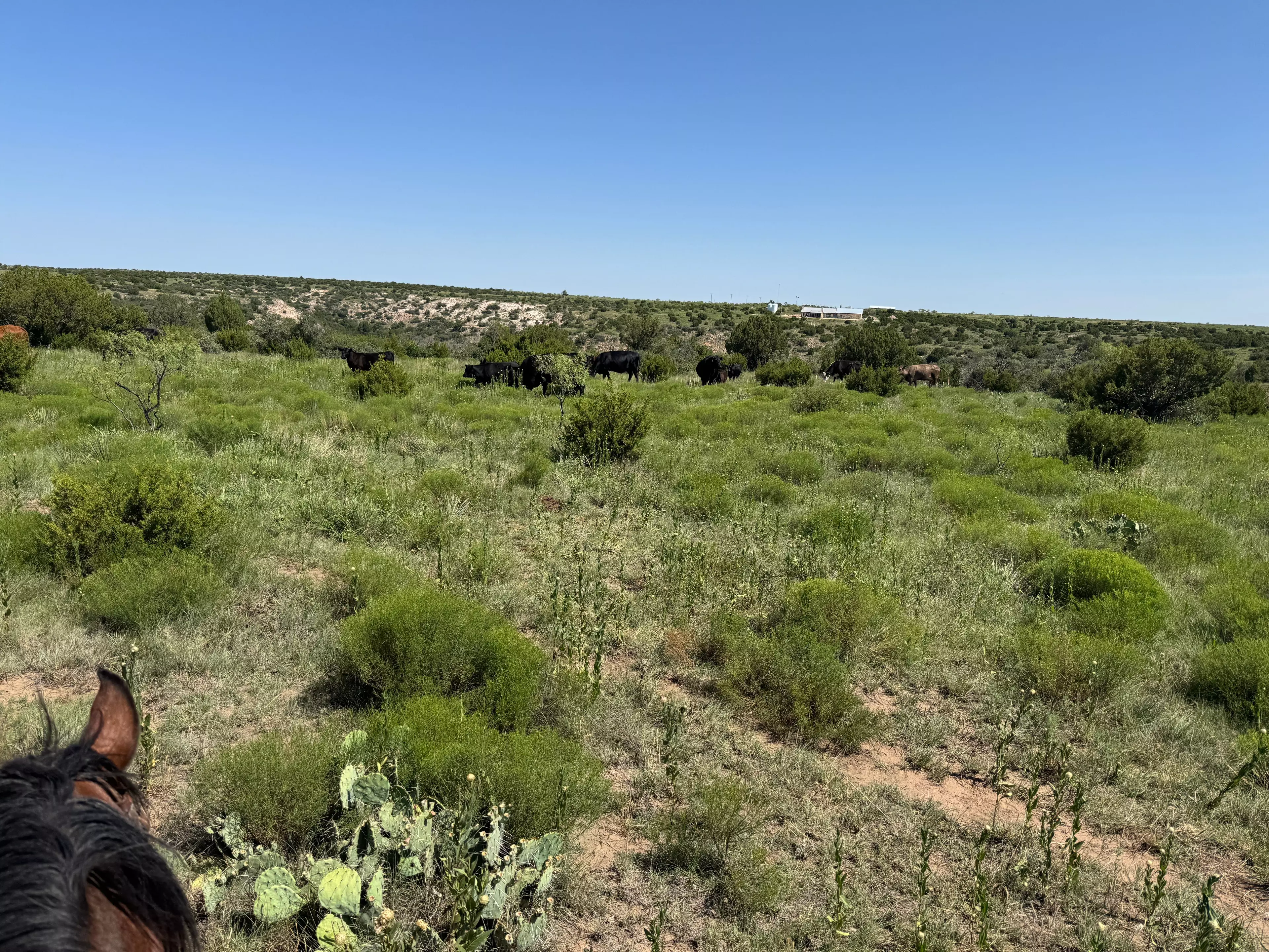 Rinder auf einer Wiese