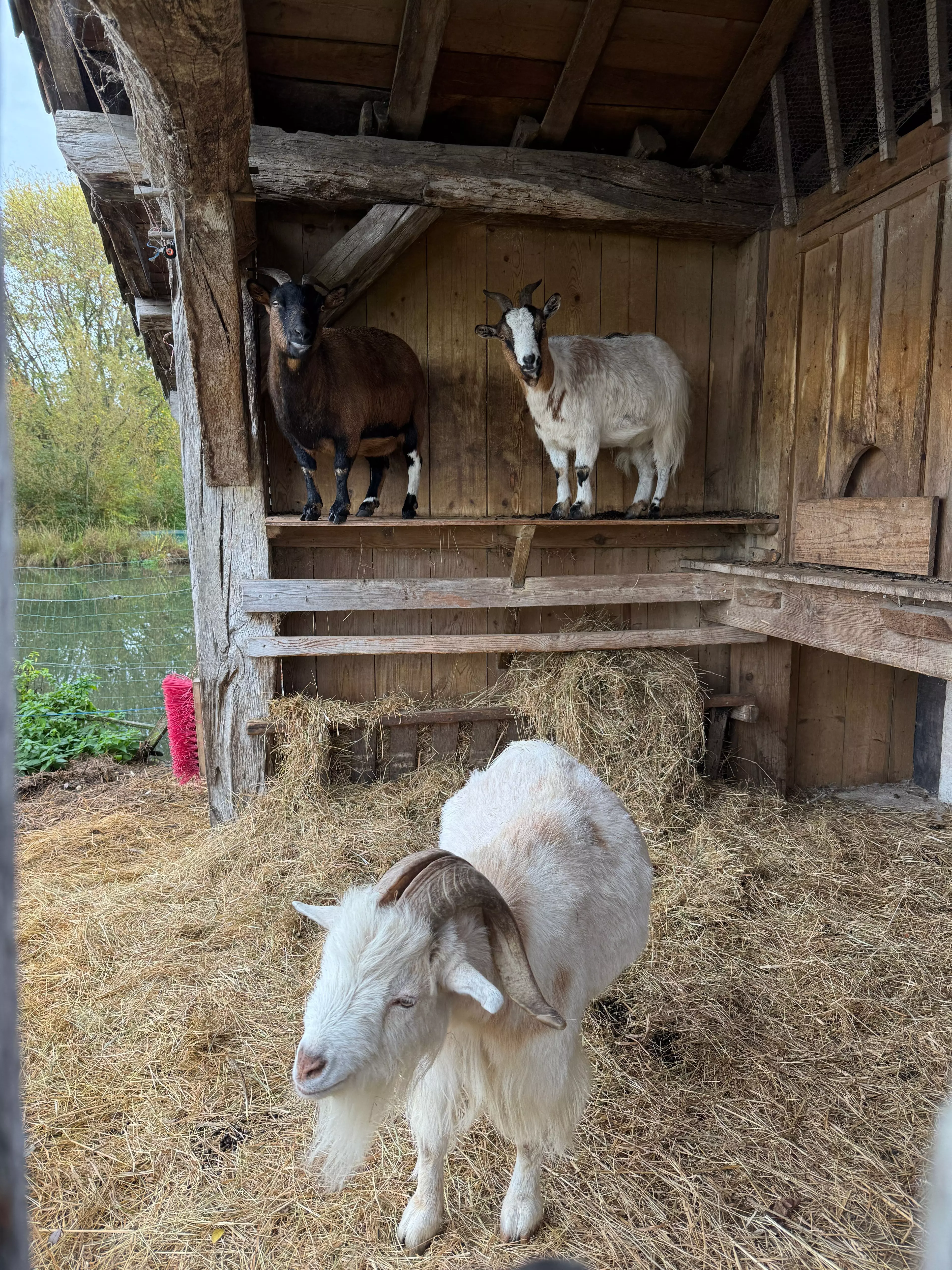 Les Sources de Caudalie Ziegen