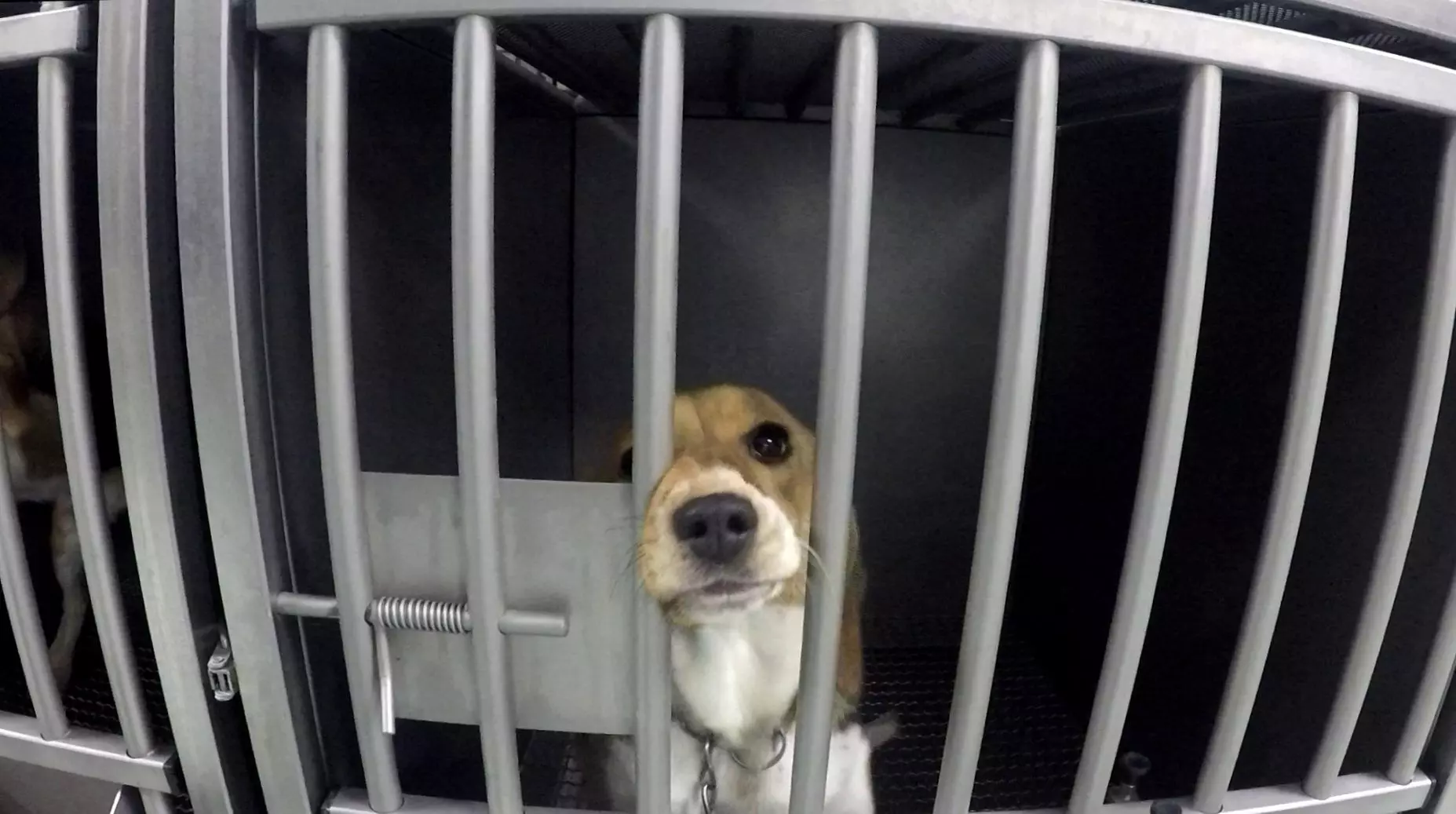 Interview-Tierschuetzer-Soko