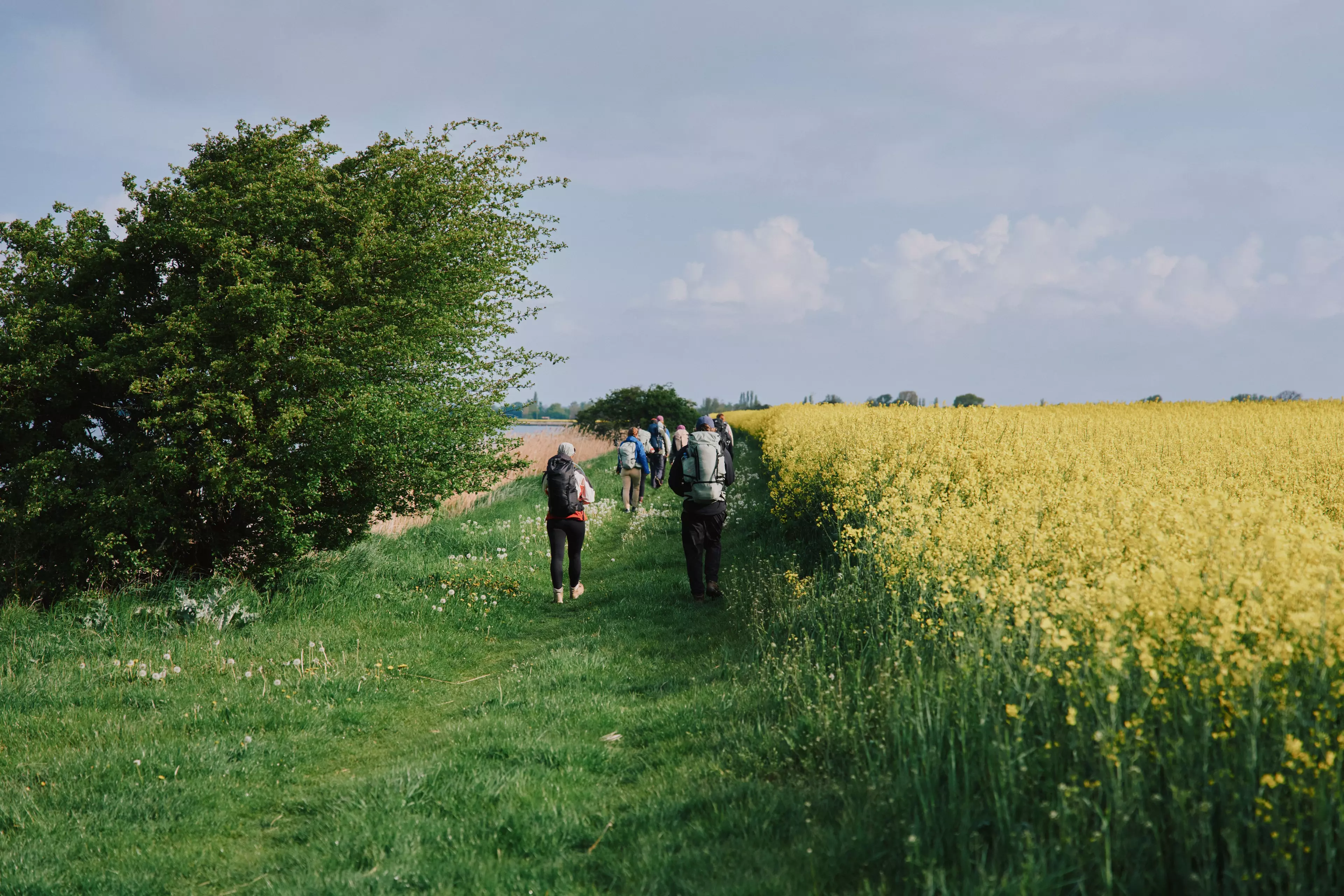 Ständige Begleiterinnen beim Wandern an Rügens Küste: Links die Ostsee, rechts weite Felder.