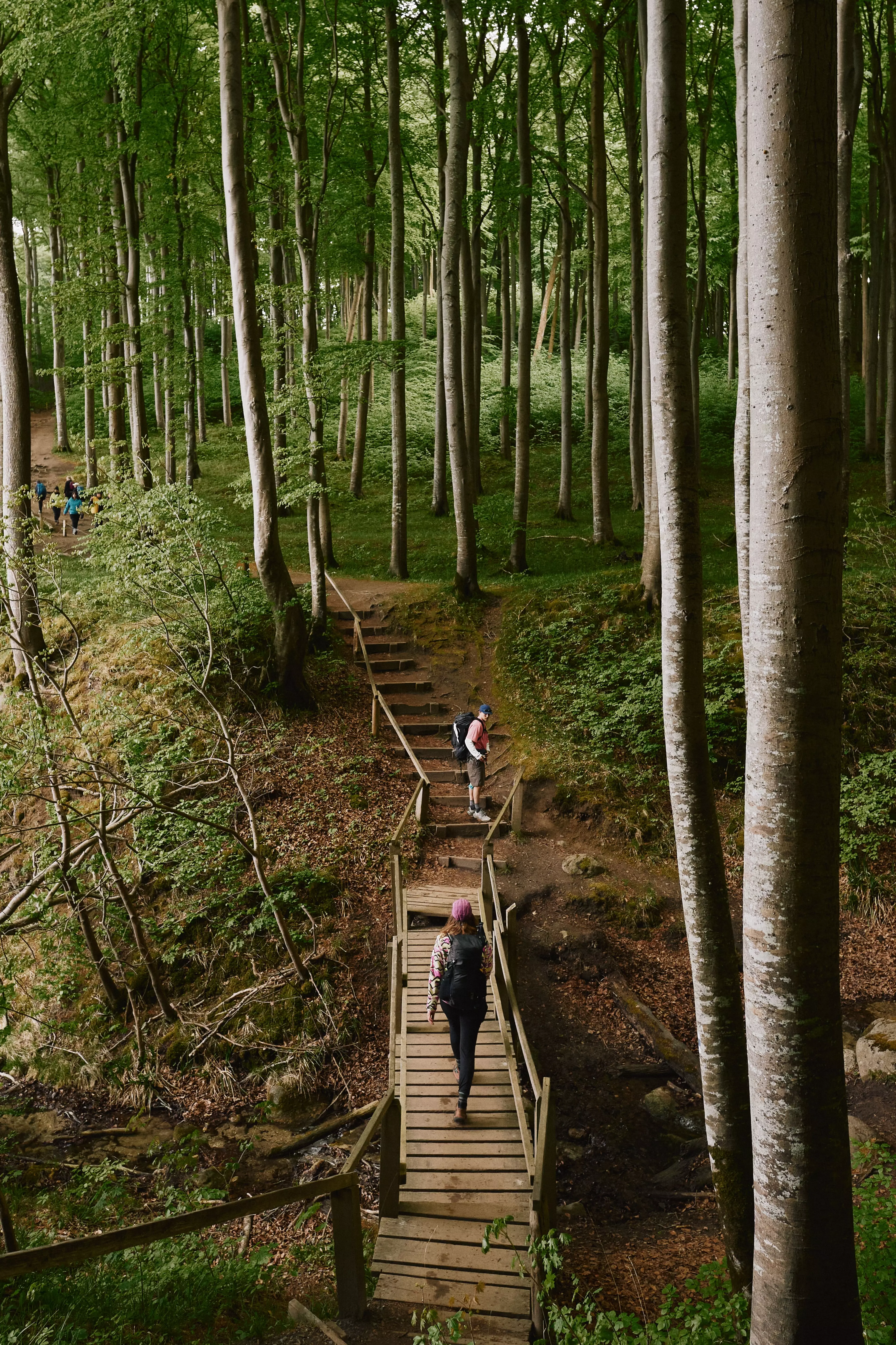 Wandern im Nationalpark Jasmund auf Rügen.