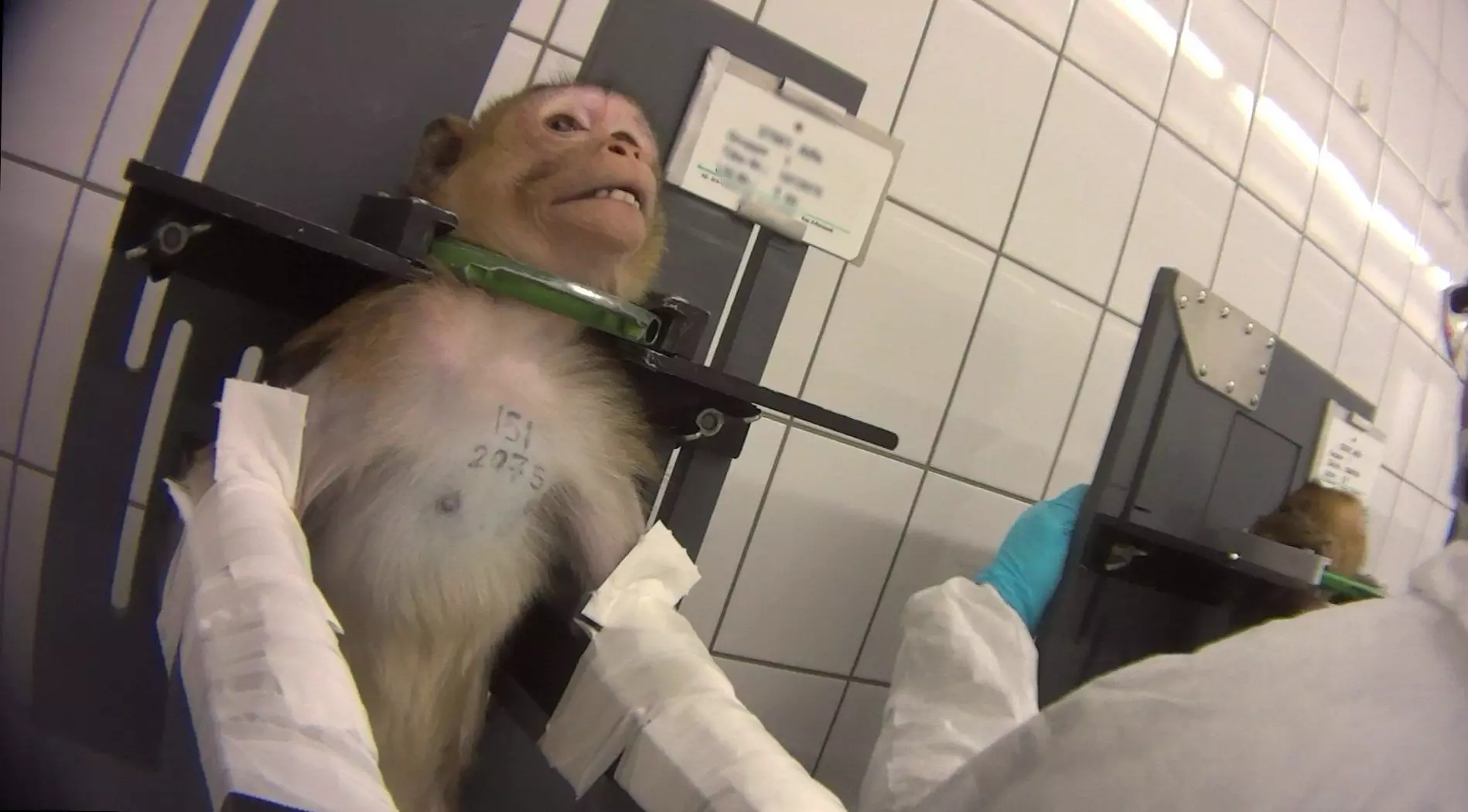 LPT-Labor_homtastics