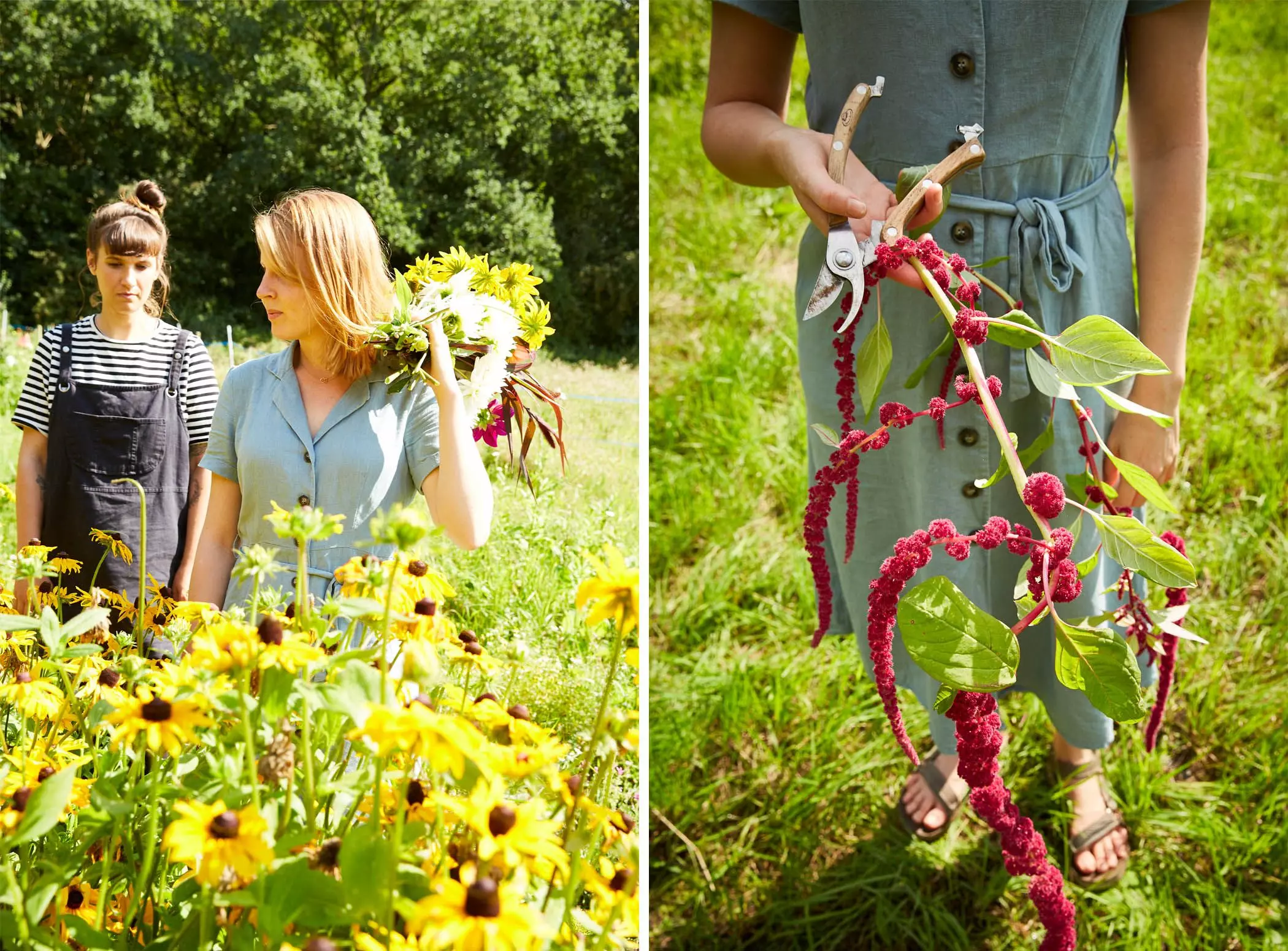 Mentha-Piperita-Flower-yoga