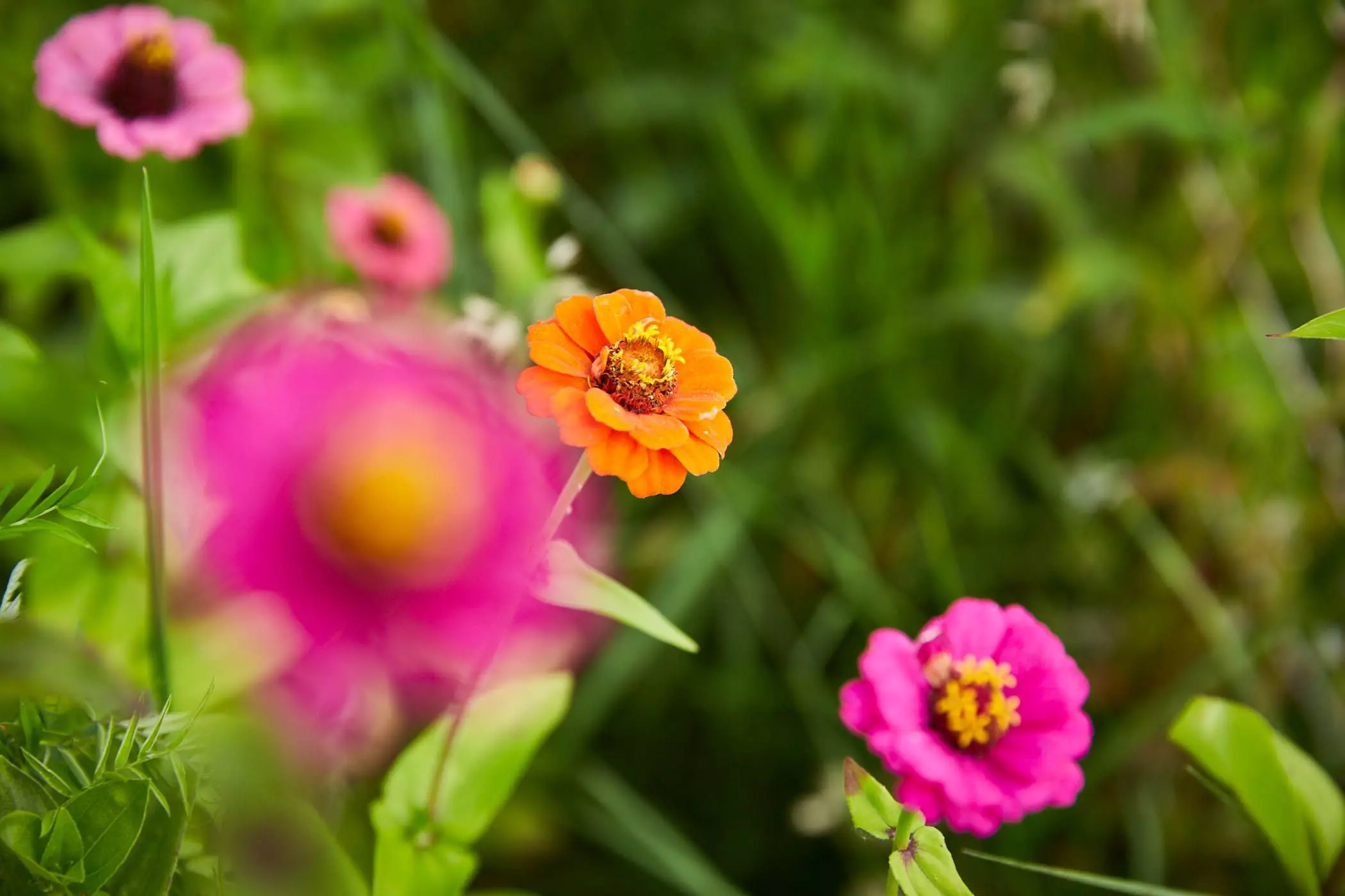 Mentha-Piperita-Flower19