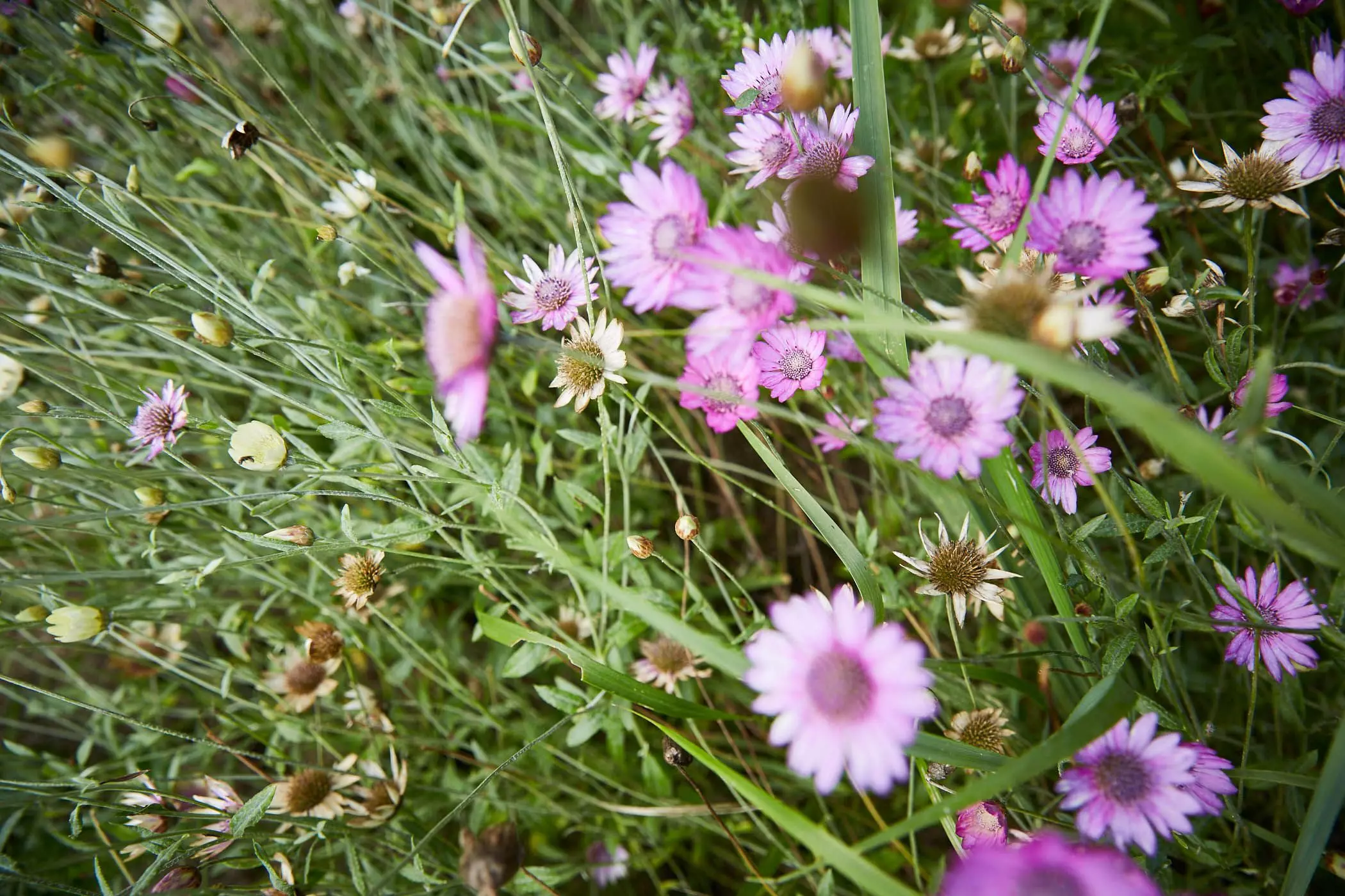 Mentha-Piperita-Flower22