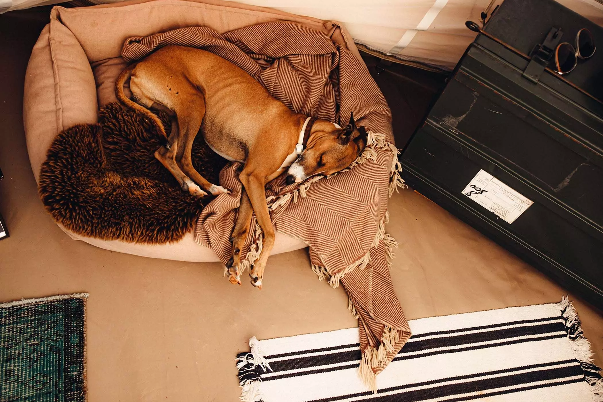Hund Luky macht ein Nickerchen - femtastics