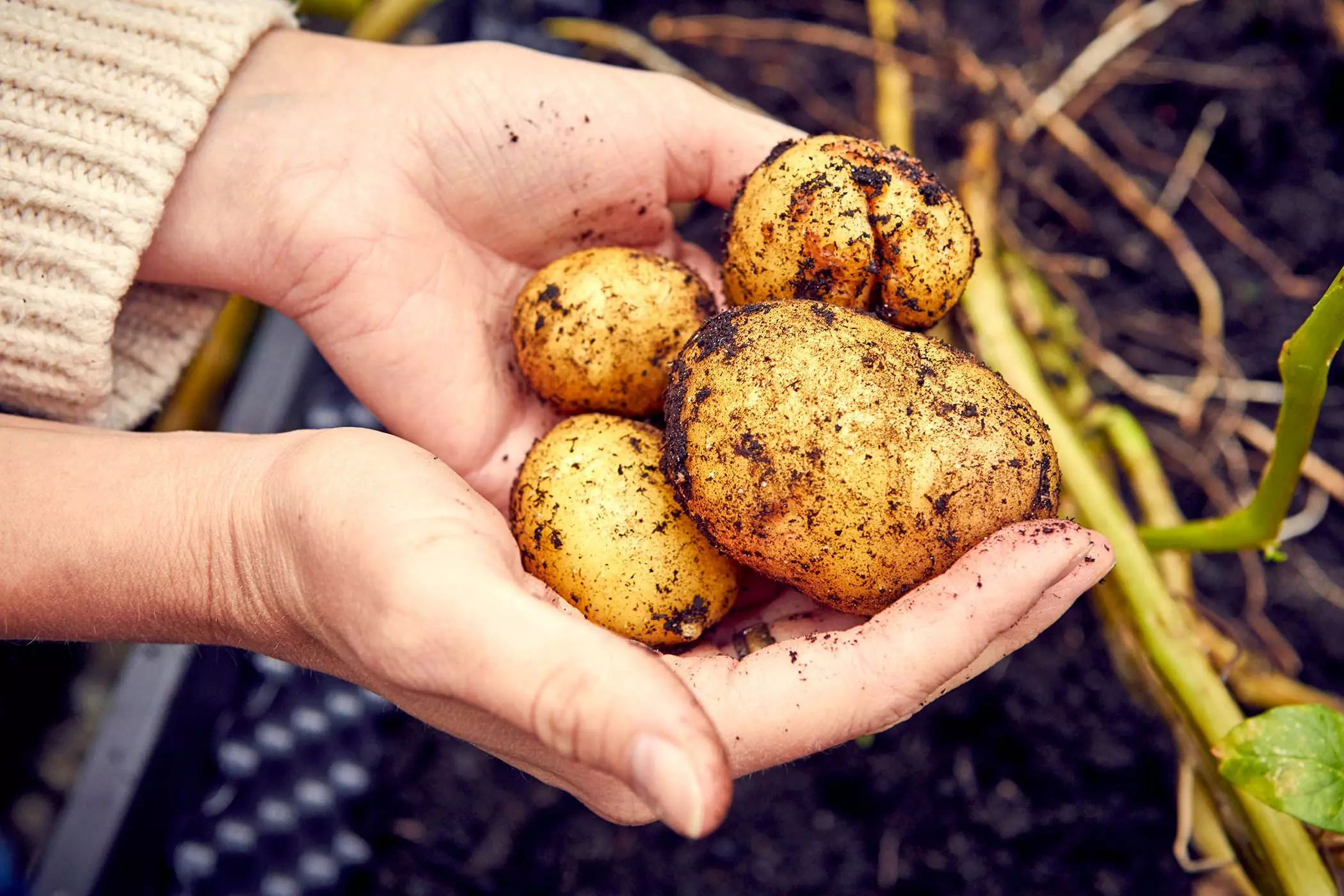 Schrebergarten-170qm17