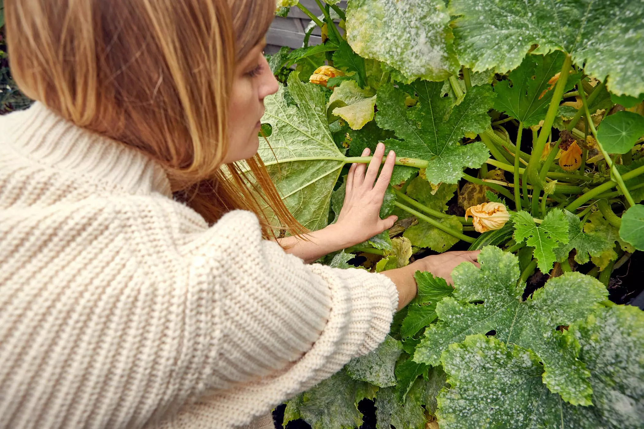 Schrebergarten-170qm18