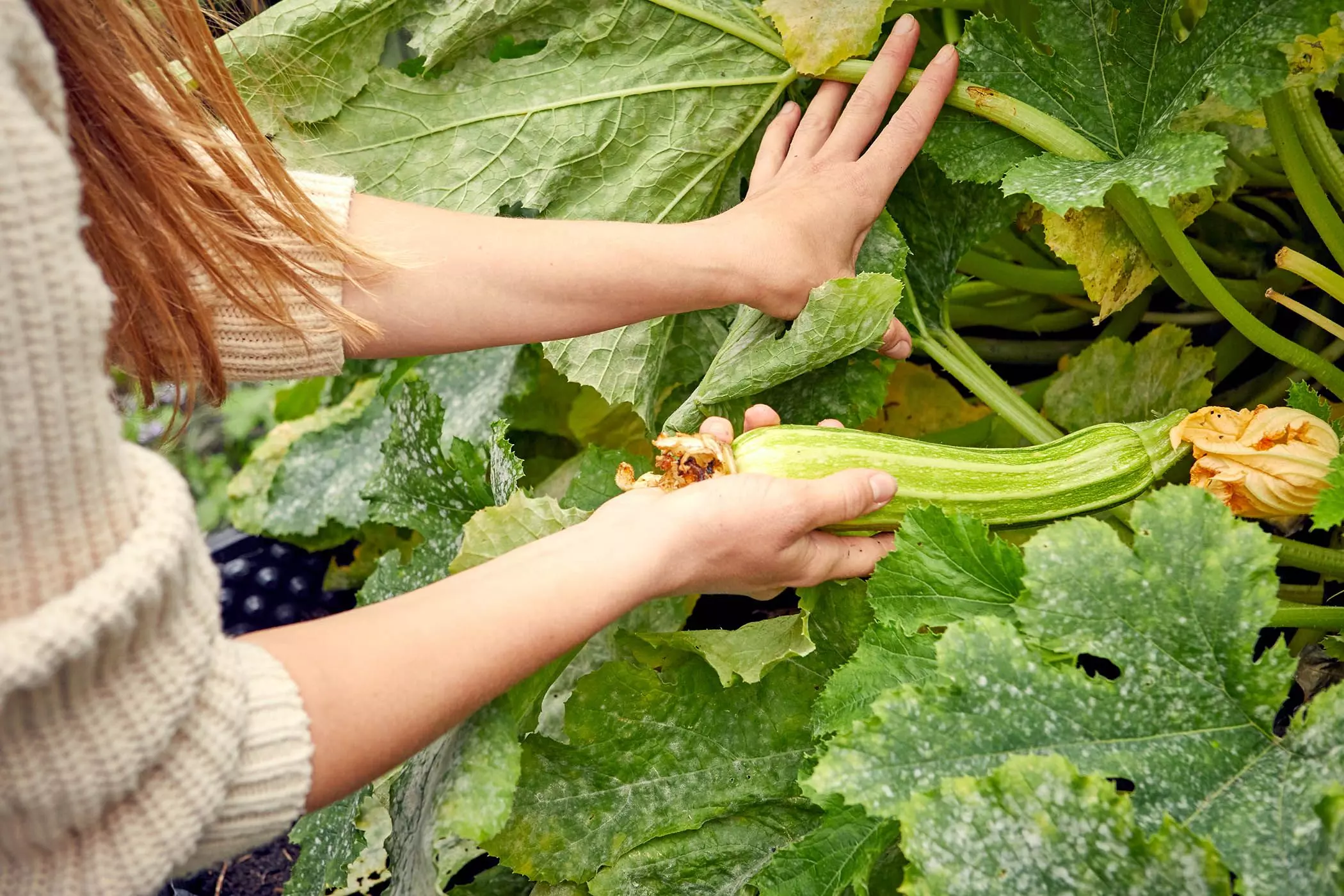 Schrebergarten-170qm19