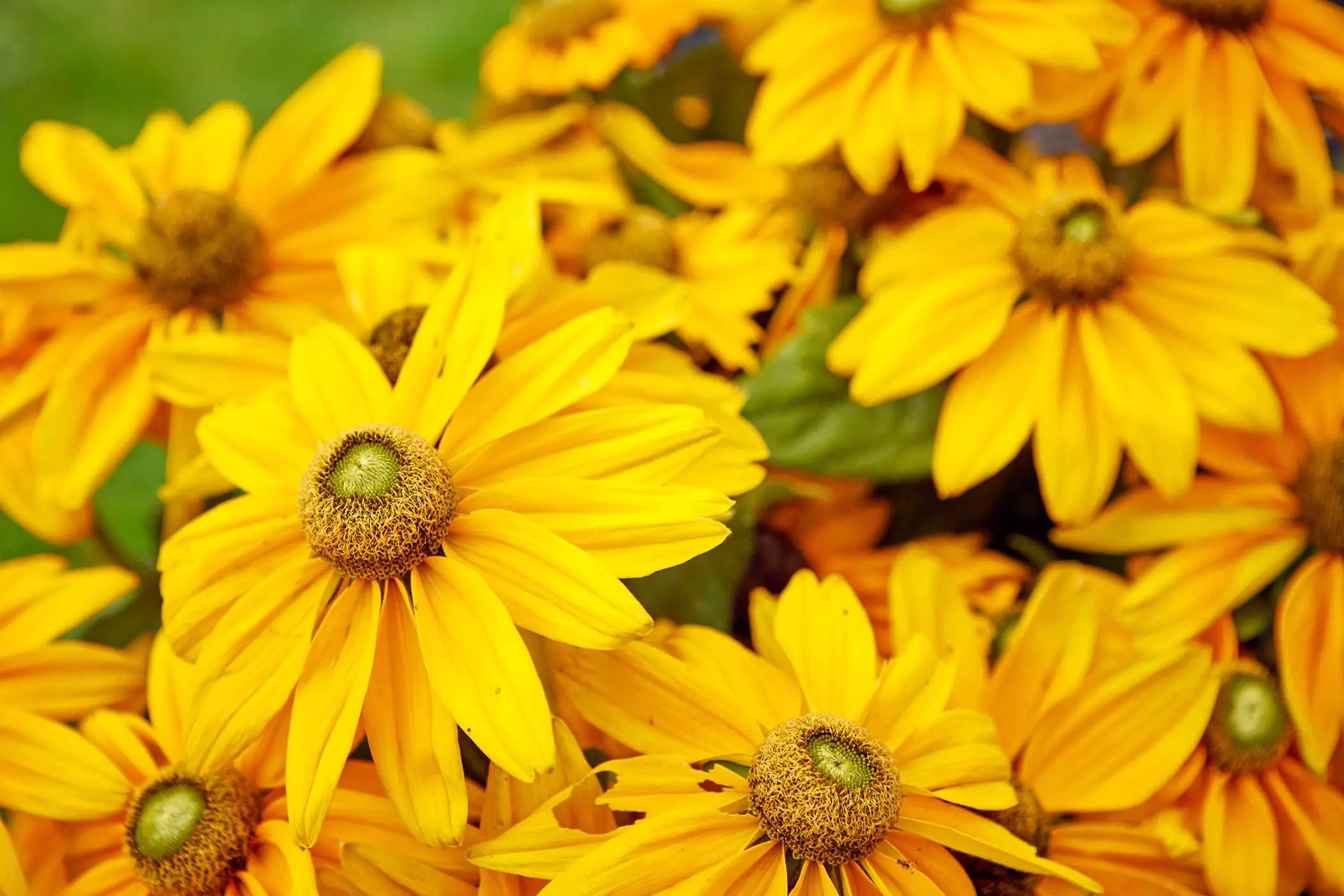 Schrebergarten-170qm27